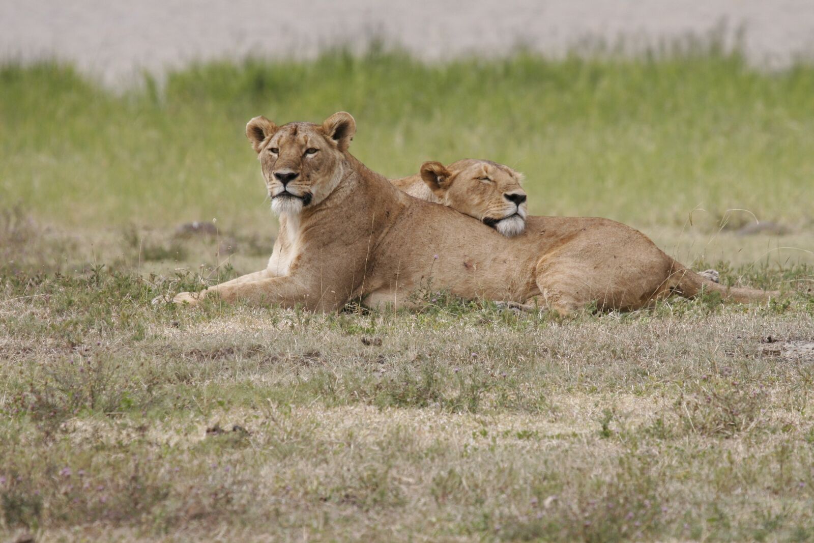 Canon EOS 20D sample photo. Lion, lioness, lionesses photography