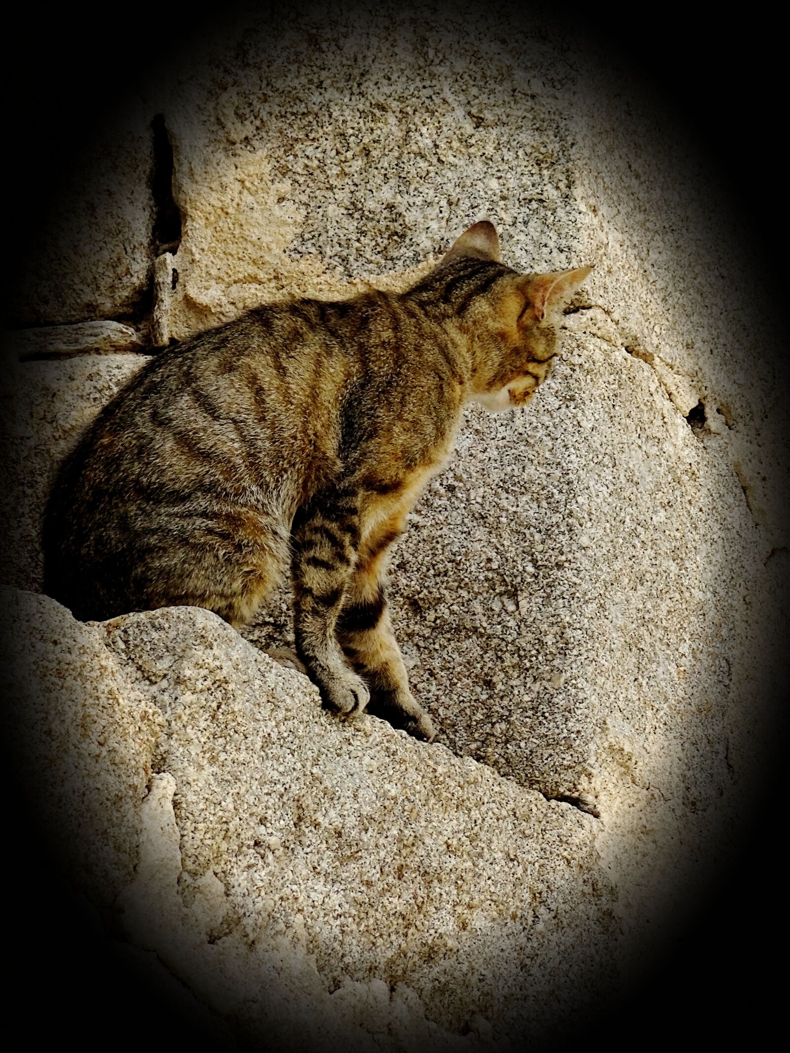 Sony Cyber-shot DSC-HX90V sample photo. Cats, felines, pets photography