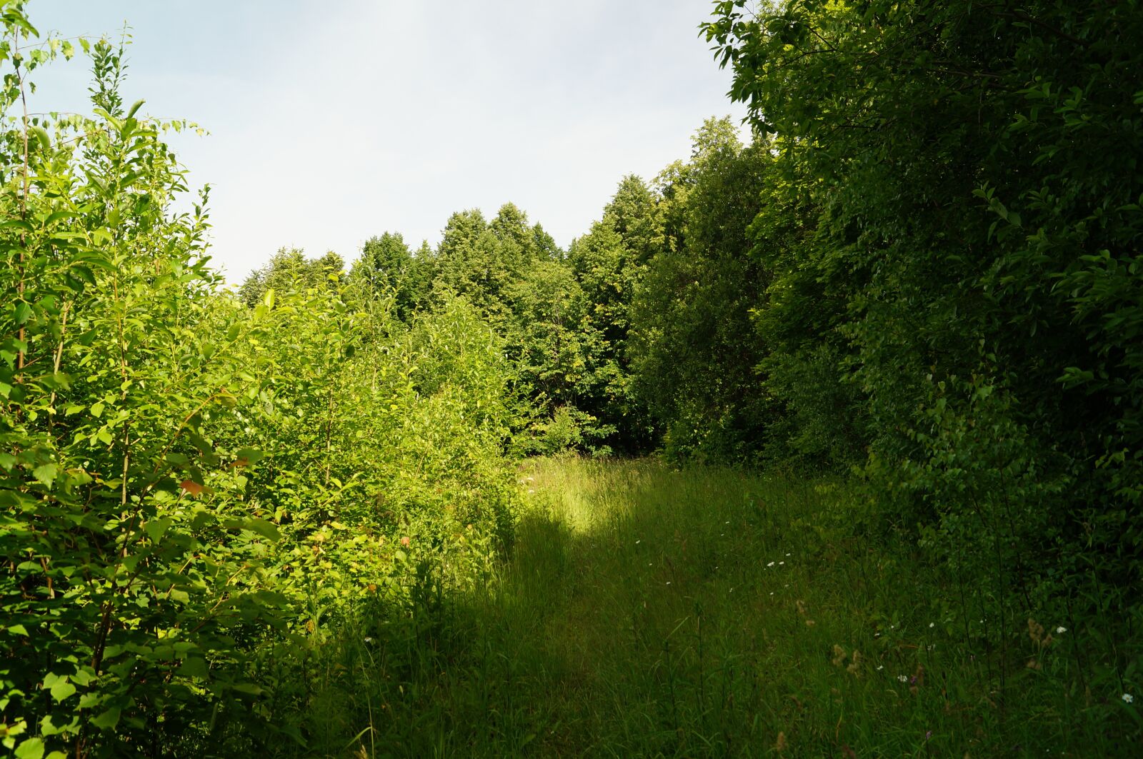 Sony SLT-A57 sample photo. Summer, forest, blue sky photography