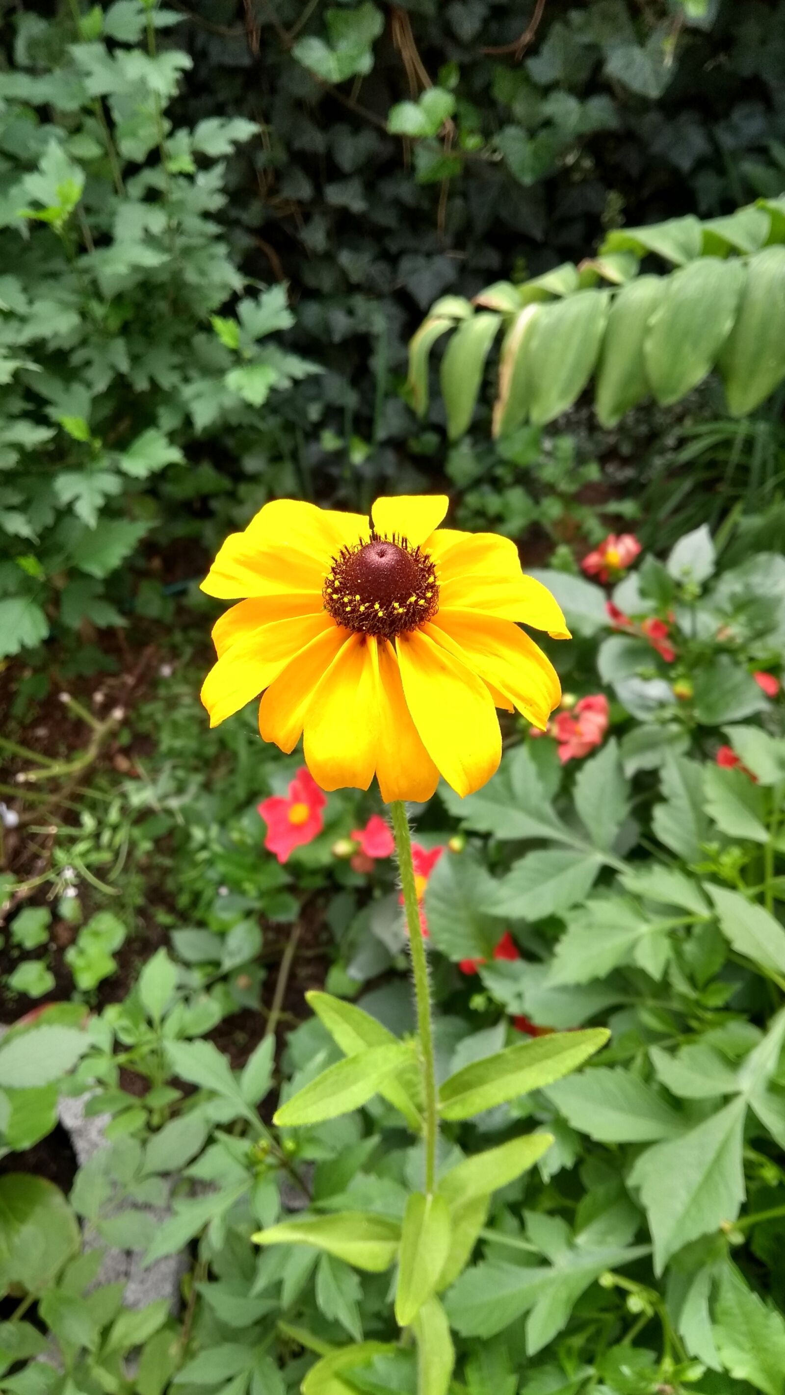 Motorola Moto G (5th Gen) sample photo. Bamberg, blume, gelbe photography