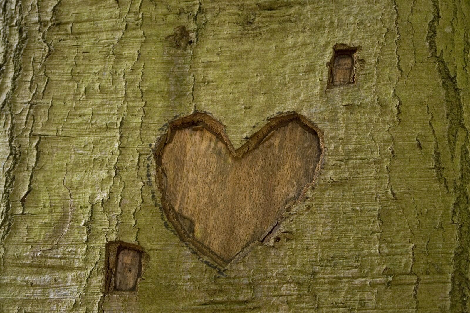 Sony DSC-R1 sample photo. Tree, park, heart photography