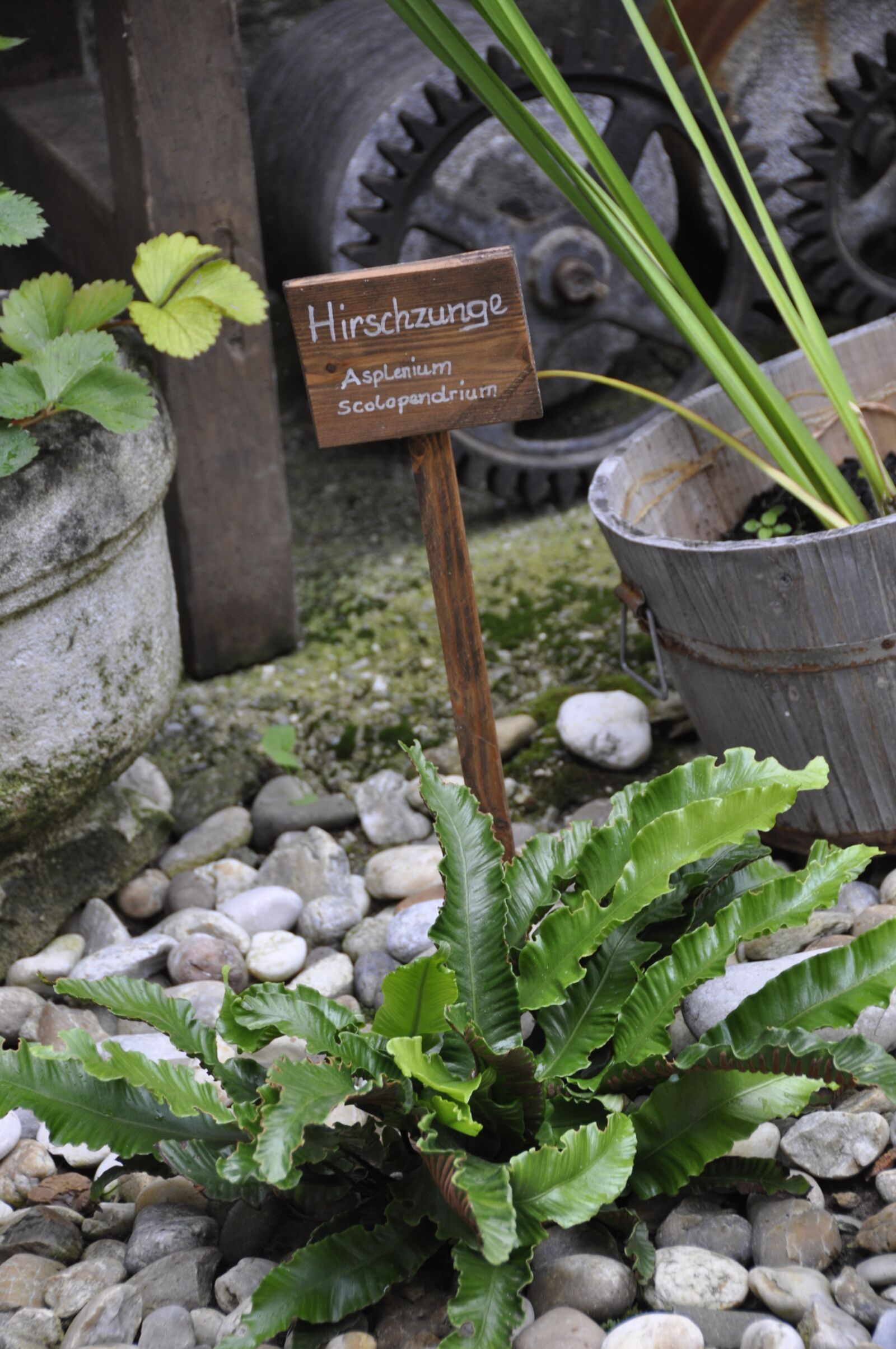 Nikon D90 sample photo. Herb garden, plant, garden photography
