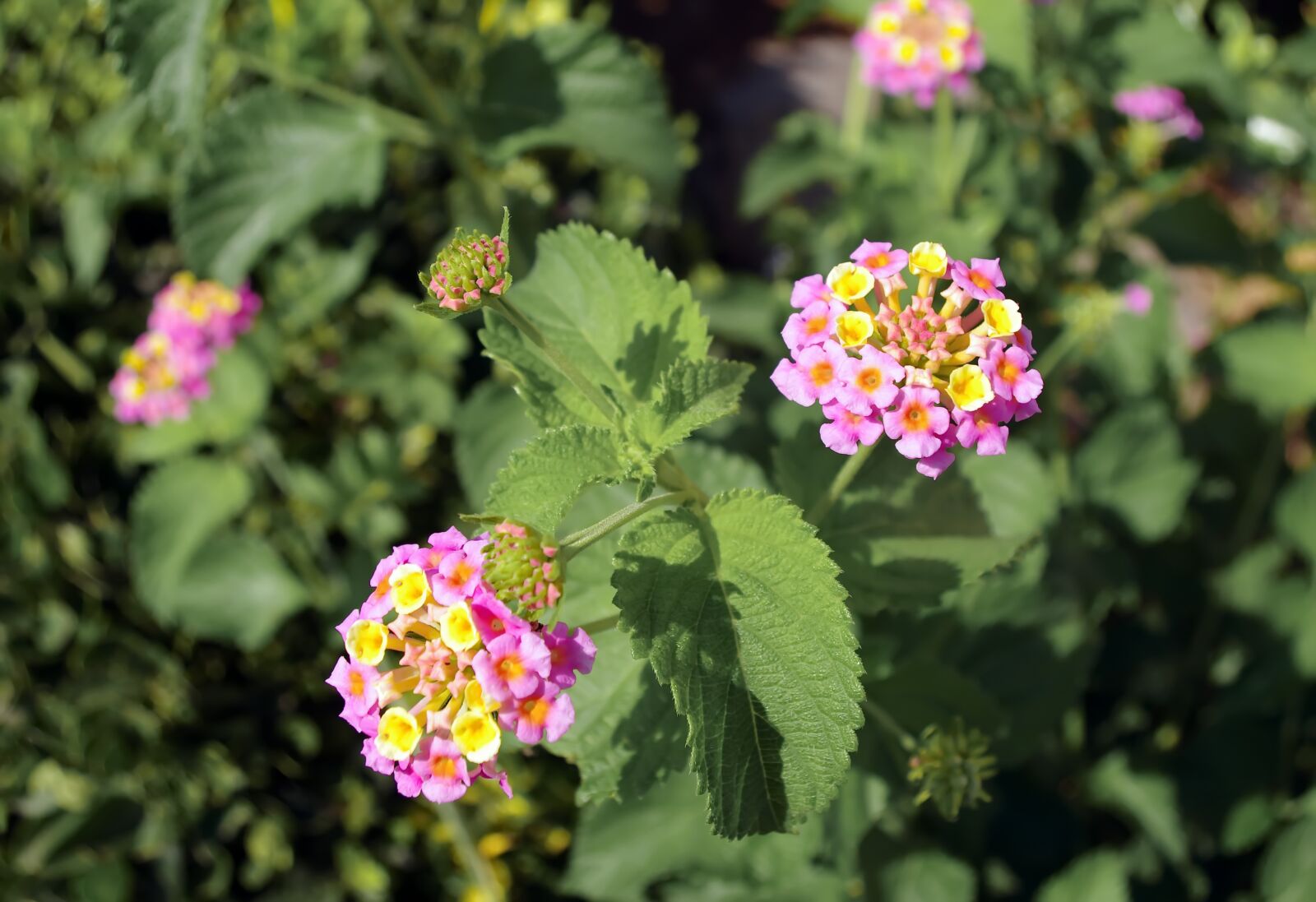 Pentax K-5 sample photo. Lantana, camara, galabert photography