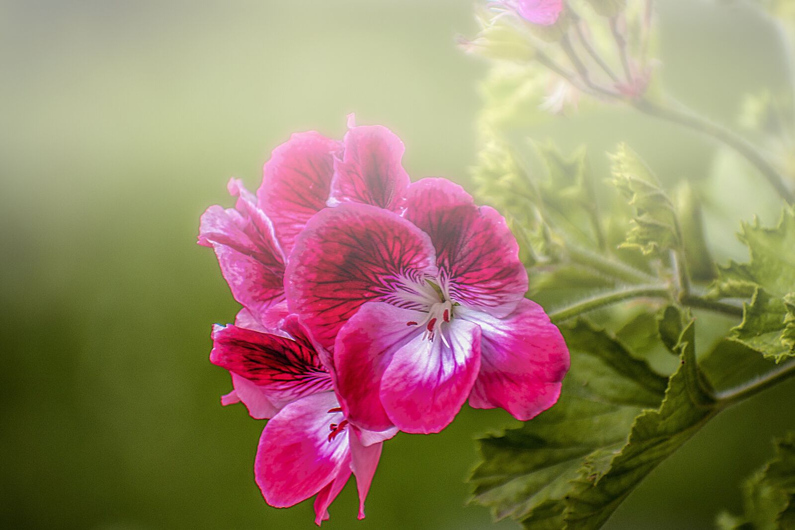 Nikon D600 sample photo. Flower, nature, plant photography