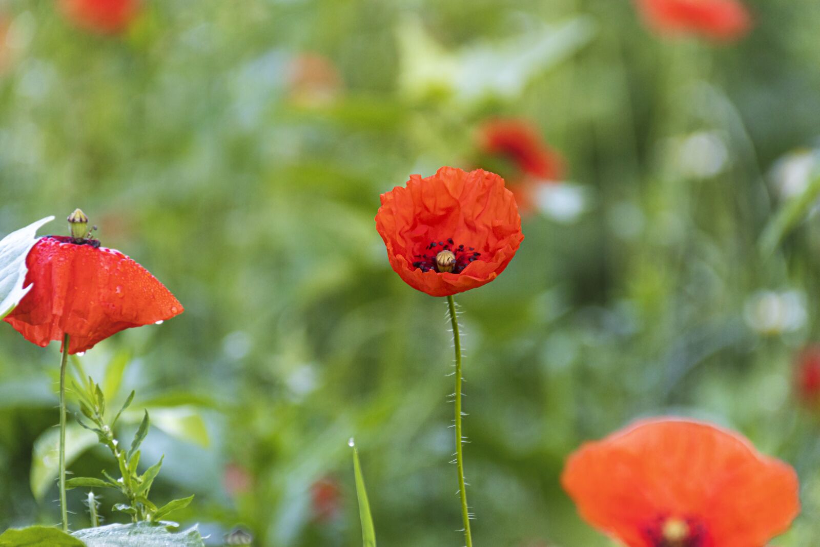 Canon EOS 800D (EOS Rebel T7i / EOS Kiss X9i) sample photo. Red, poppy, flower photography