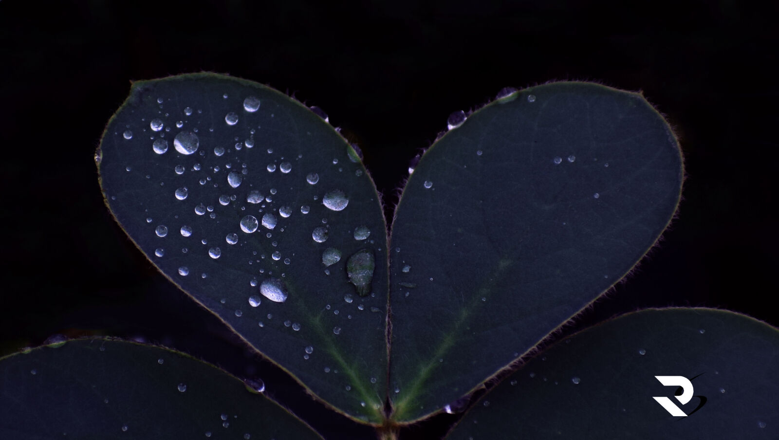Nikon D3300 sample photo