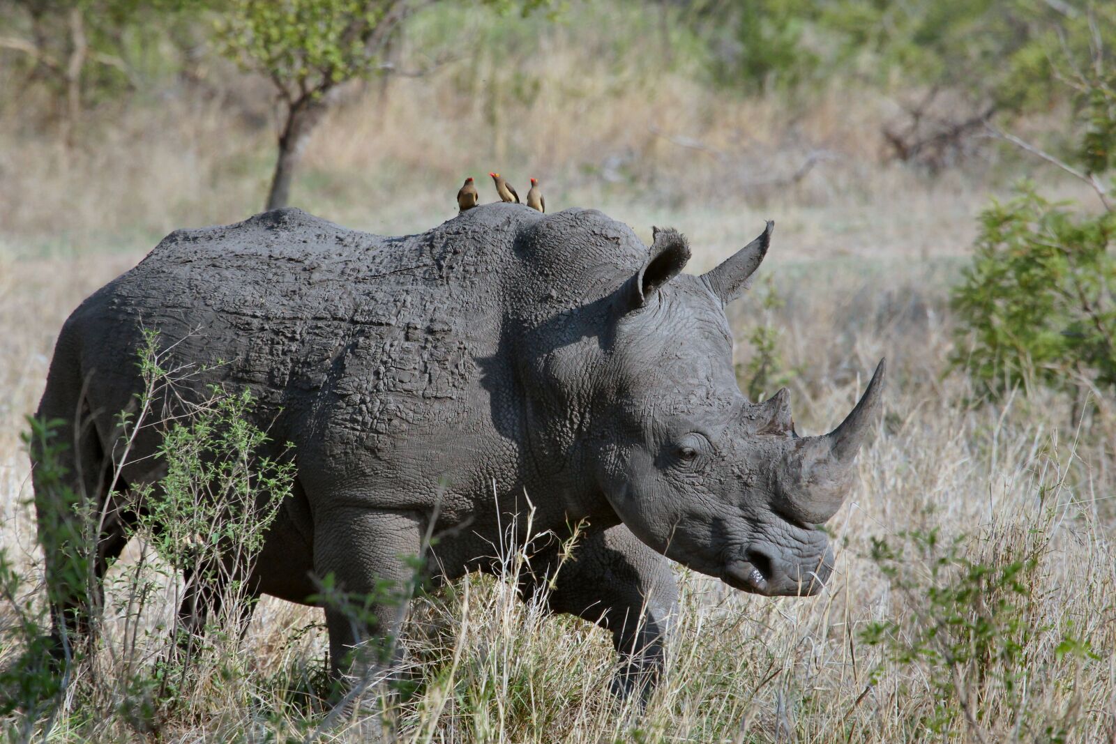 Canon EOS 600D (Rebel EOS T3i / EOS Kiss X5) sample photo. Animal, grass, horn photography