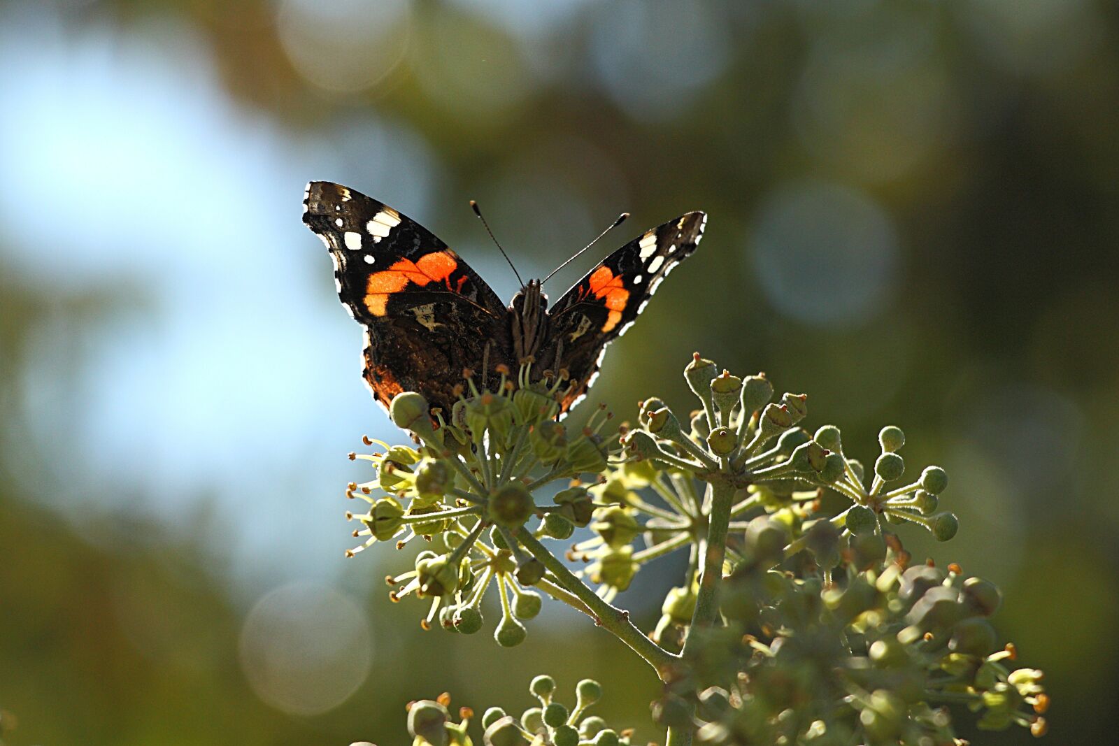 Canon EOS 450D (EOS Rebel XSi / EOS Kiss X2) sample photo. Butterfly, admiral, insect photography