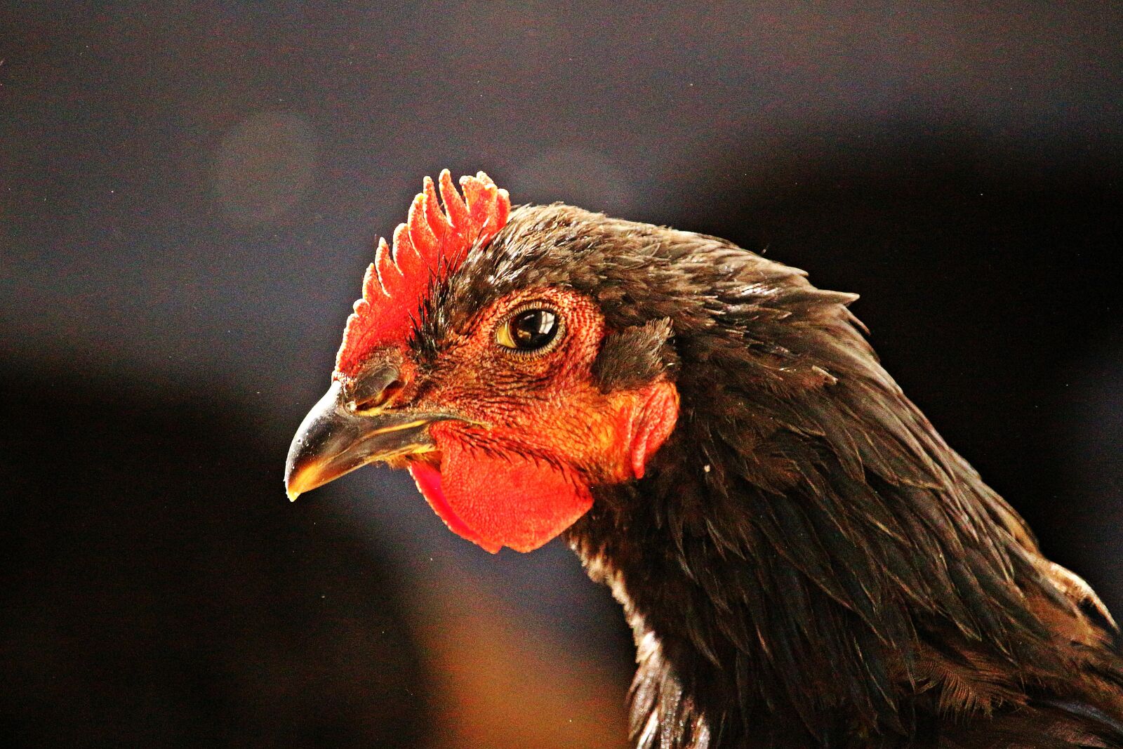 Canon EOS 100D (EOS Rebel SL1 / EOS Kiss X7) sample photo. Bird, chicken, poultry photography
