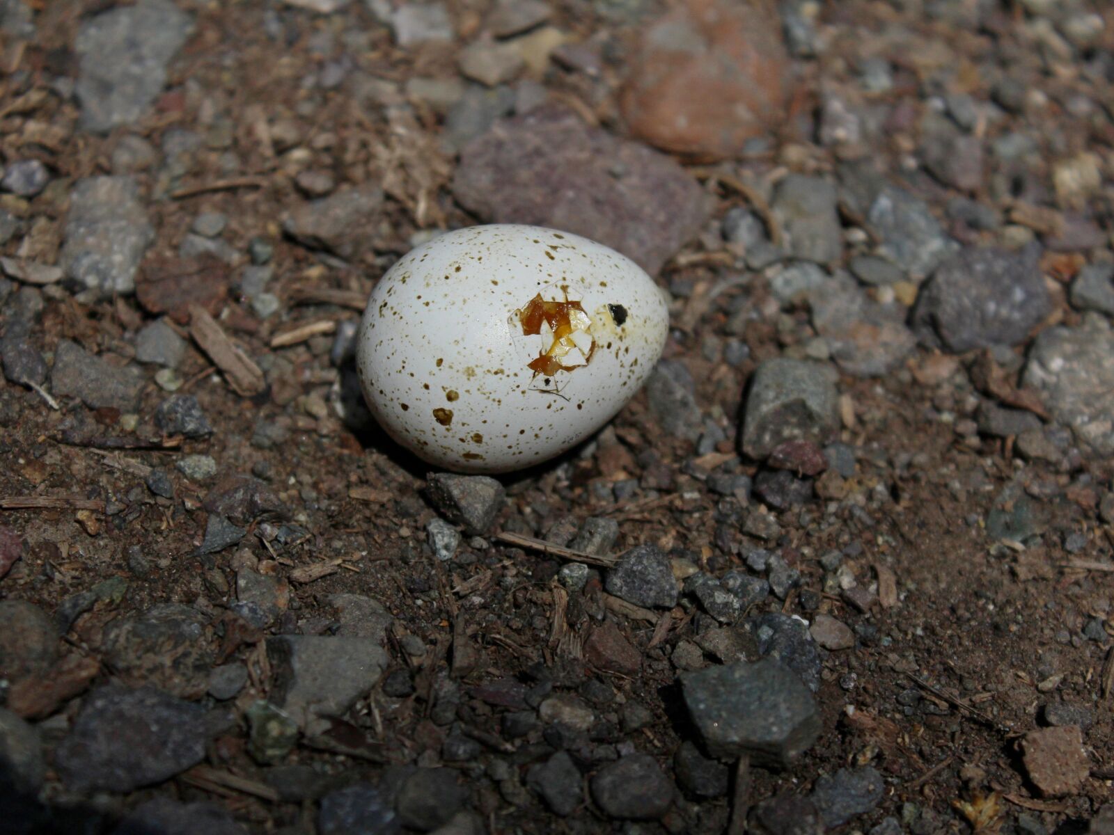 Canon EOS 1200D (EOS Rebel T5 / EOS Kiss X70 / EOS Hi) sample photo. Animal, color, egg, fish photography