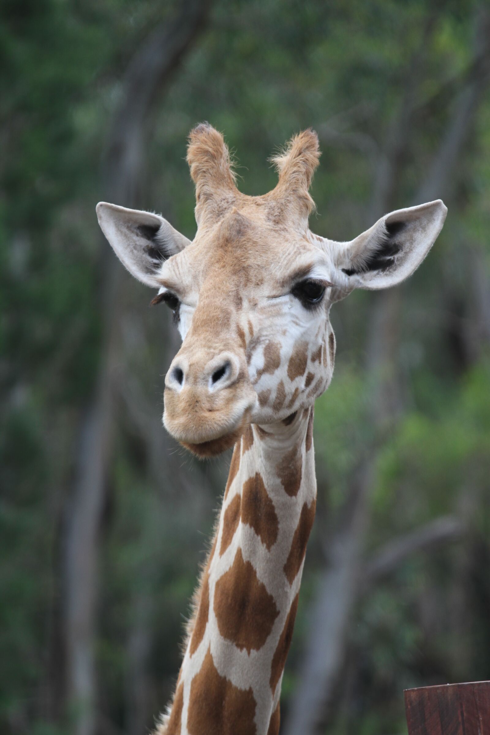 Canon EOS 7D + Canon EF 70-200mm F4L IS USM sample photo. Giraffe, animal, wild photography