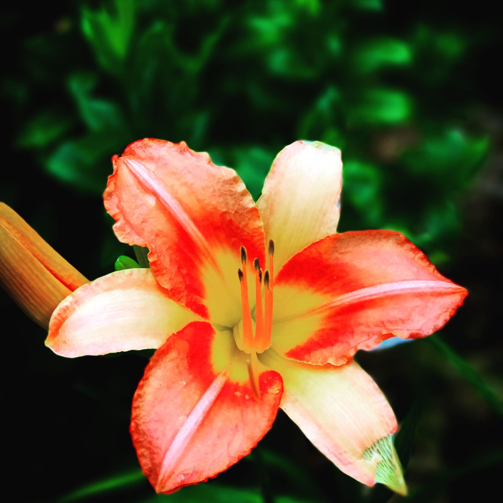 iPhone 7 Plus back dual camera 6.6mm f/2.8 sample photo. Flower, lily, orange photography
