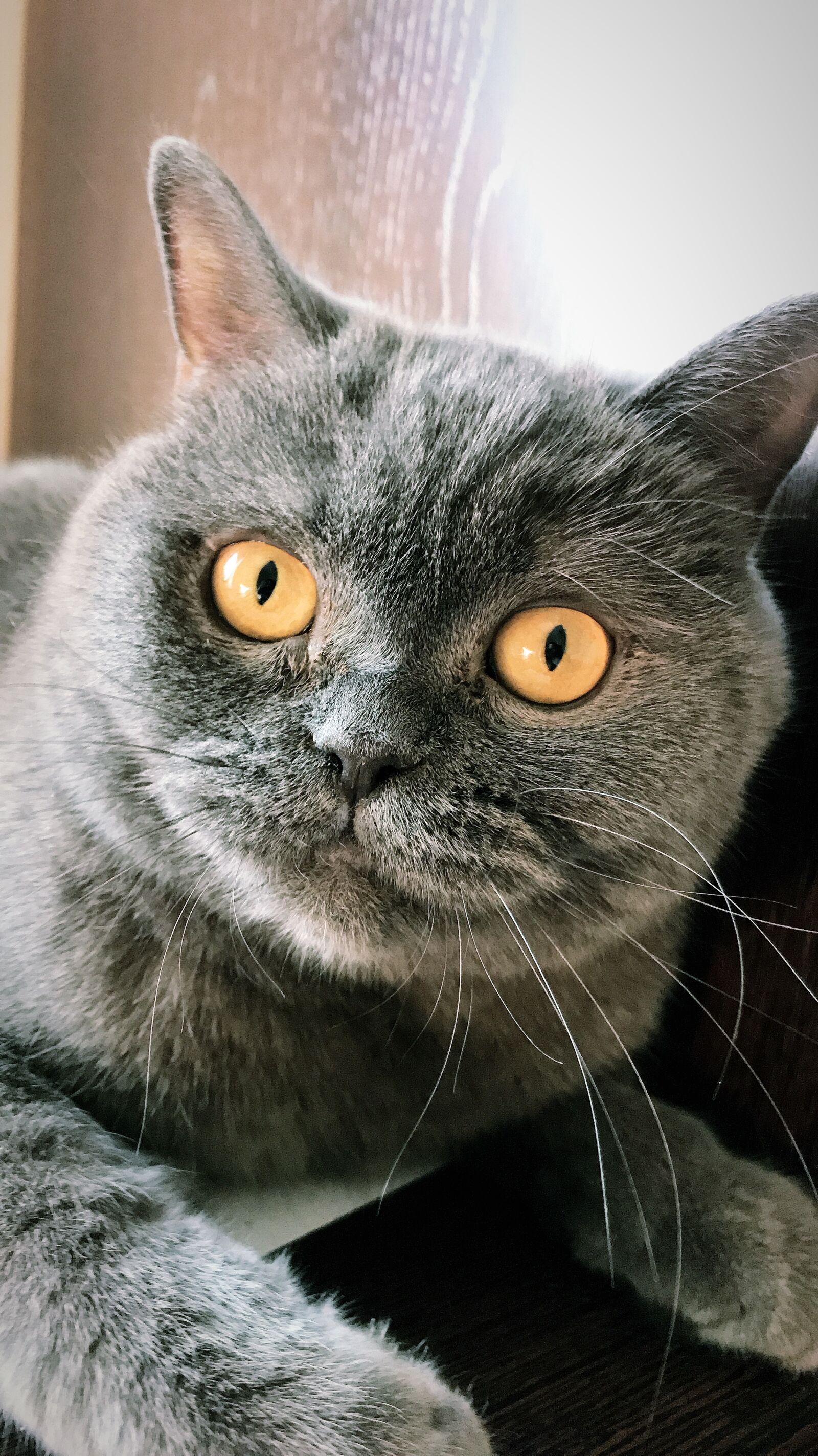 Apple iPhone 7 sample photo. Cat, british cat, housecat photography