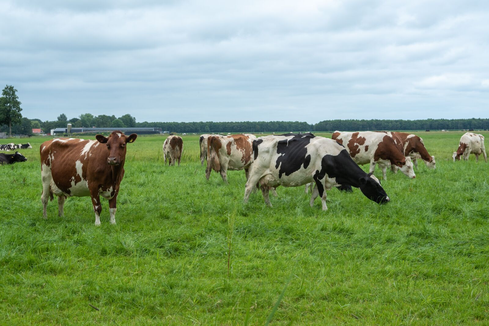 Nikon D750 sample photo. Cows, landscape, farm photography