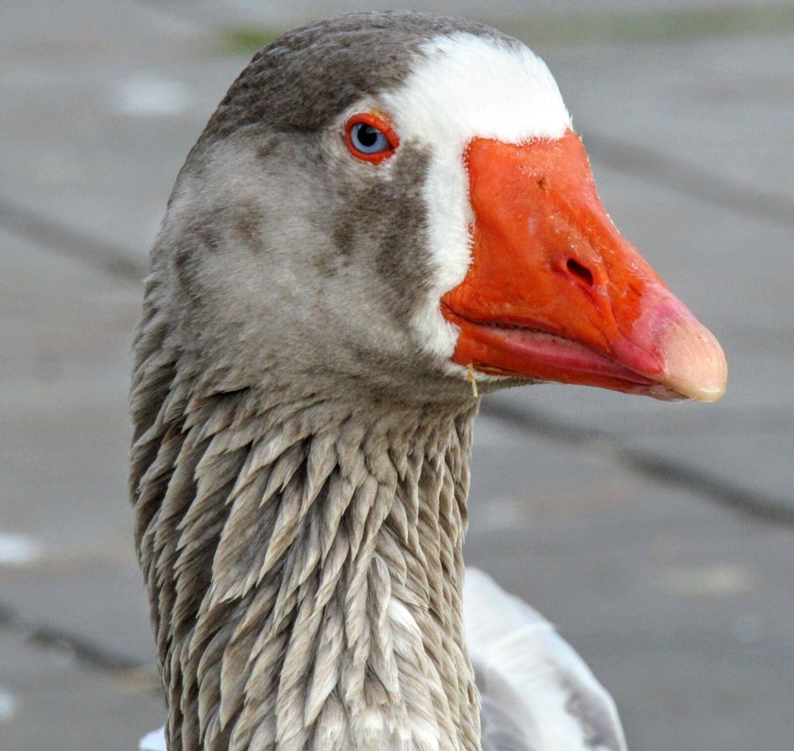 Canon PowerShot SX420 IS sample photo. Goose, gray, color photography