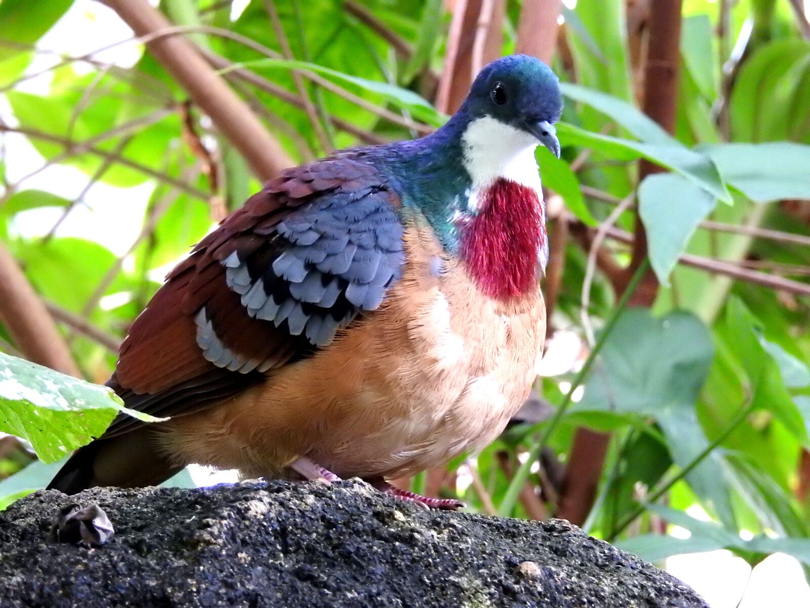 Nikon Coolpix P900 sample photo. Bird, exotic, dove photography