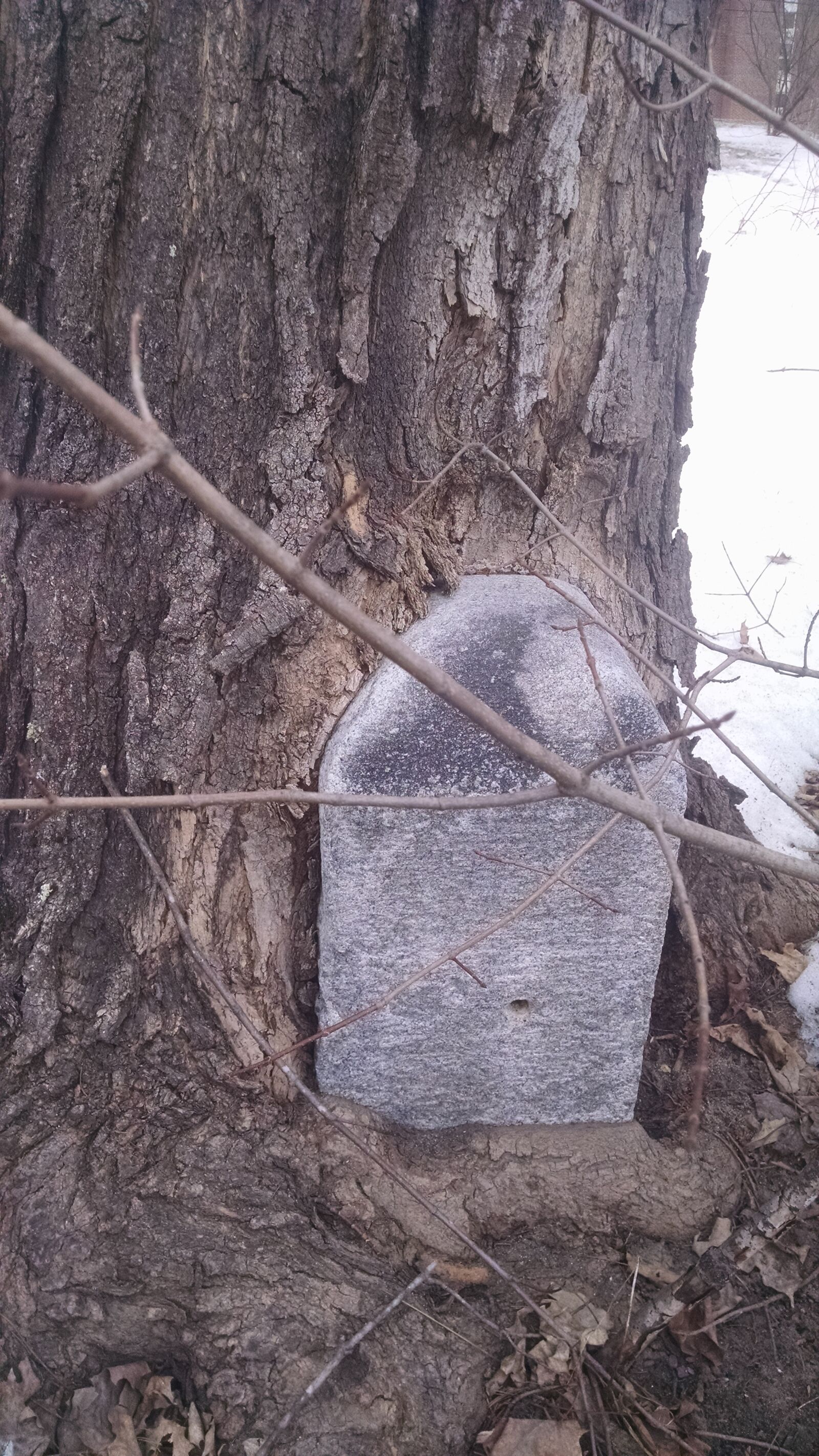 Motorola Moto X (1st Gen) sample photo. Bark, marker, stone, tree photography