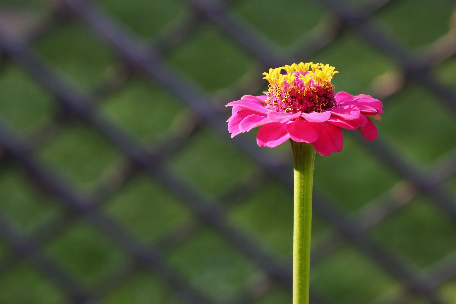 Canon EOS 6D sample photo. Zinnia, flower, blooming photography