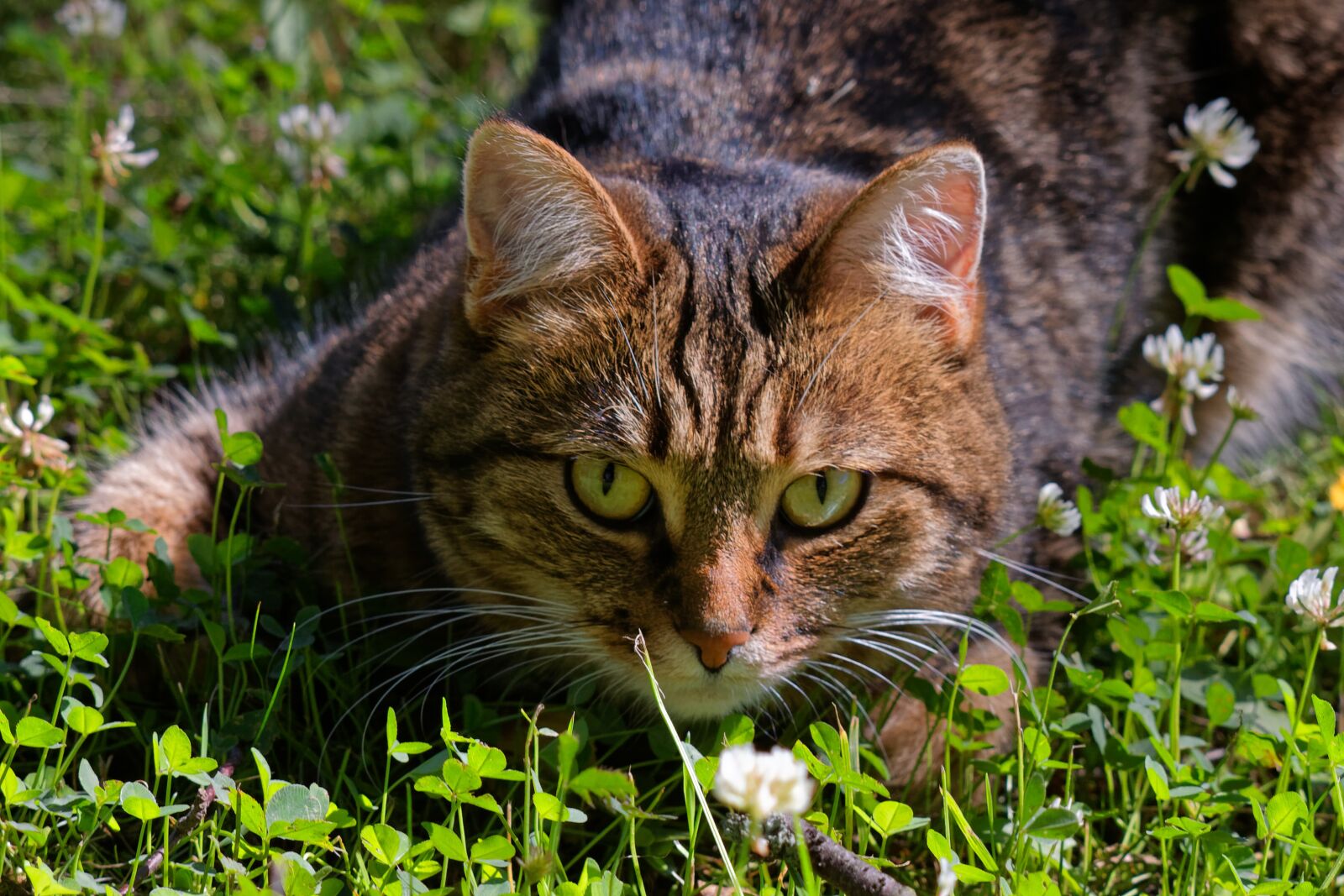 Canon EOS 500D (EOS Rebel T1i / EOS Kiss X3) sample photo. Cat, pet, summer photography