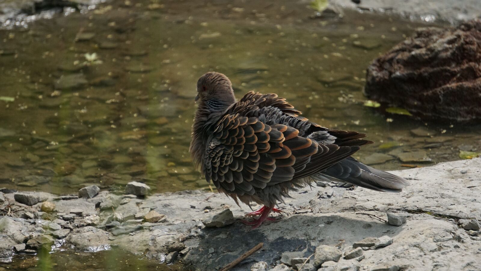 Sony a6000 sample photo. Pigeon, wild dove, park photography