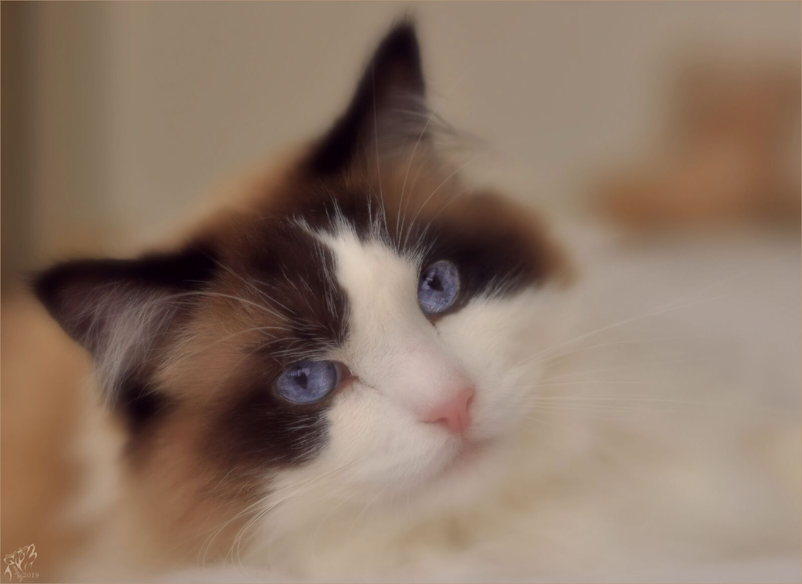 Nikon D90 sample photo. Cat, race cats, ragdoll photography