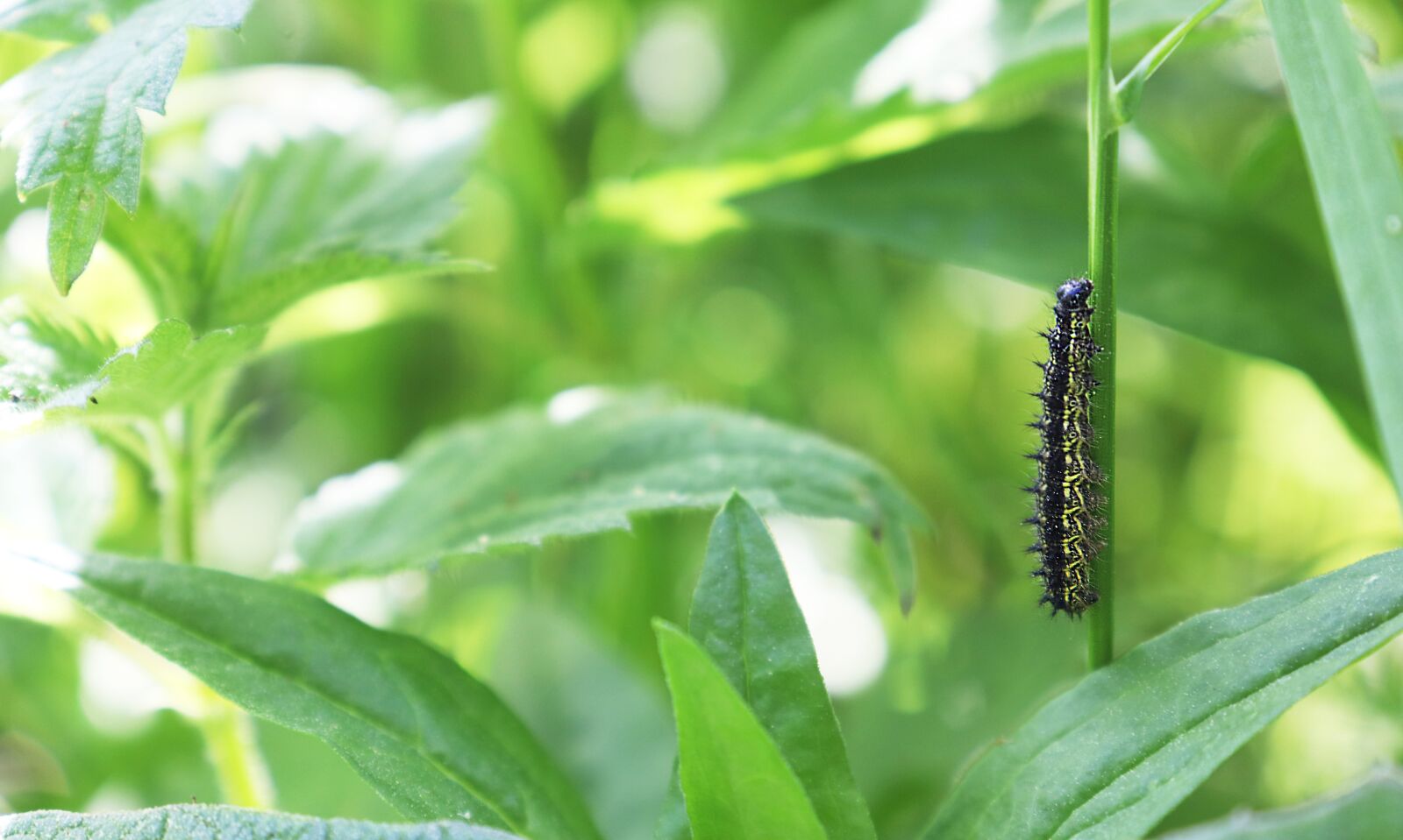 Canon EOS 77D (EOS 9000D / EOS 770D) sample photo. Small tortoise-shell caterpillar, caterpillar photography