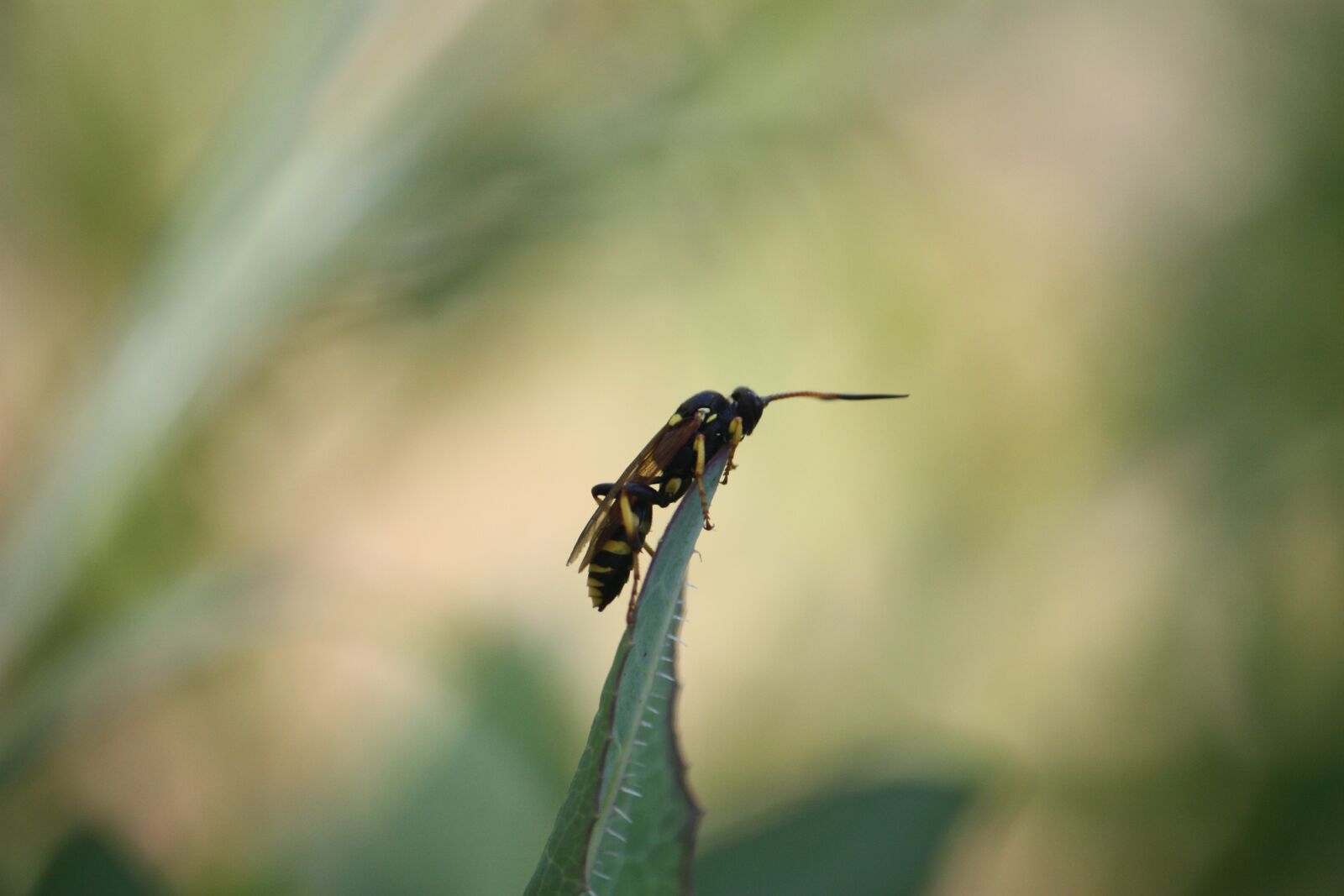 Canon EOS 450D (EOS Rebel XSi / EOS Kiss X2) sample photo. Insect, wings, antennas photography