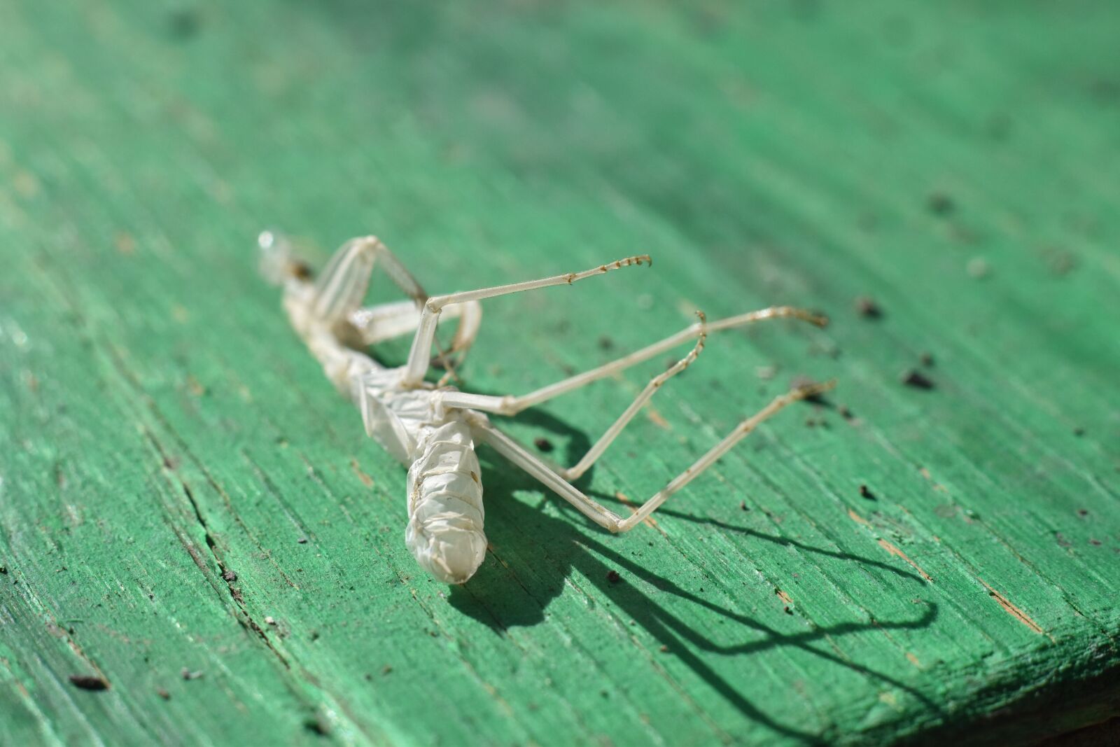 Nikon D5600 sample photo. Praying mantis, skin, green photography