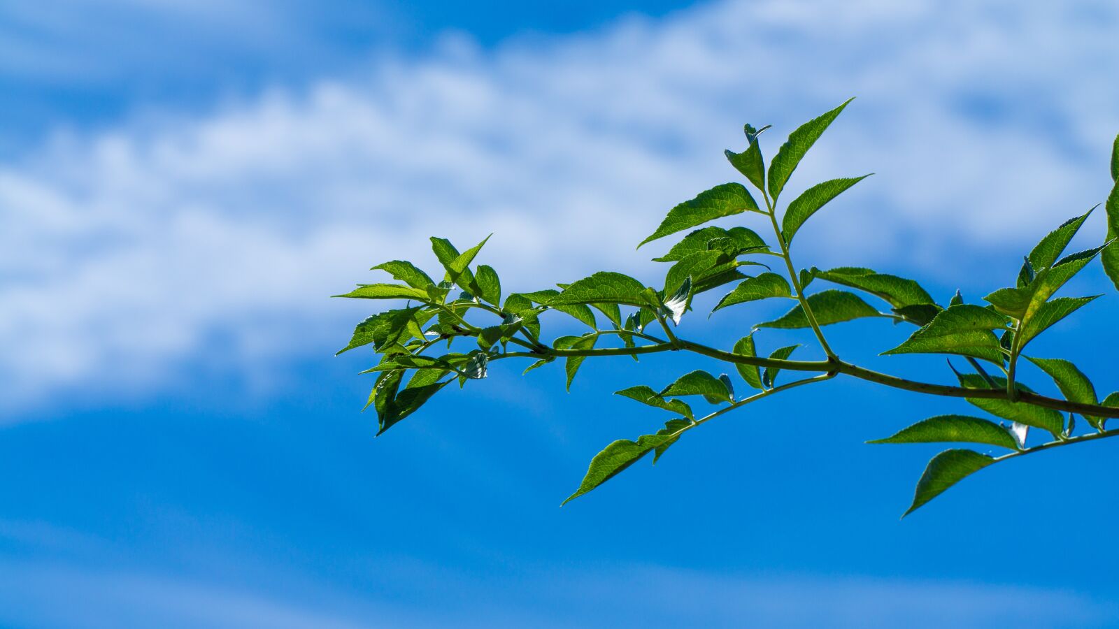 Sony a6000 + Sony E PZ 18-105mm F4 G OSS sample photo. Foliage, sky, tree photography