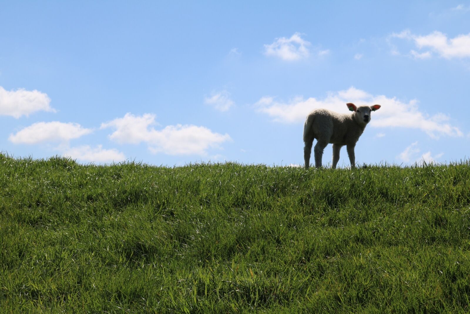 Canon EOS 750D (EOS Rebel T6i / EOS Kiss X8i) sample photo. Lamb, dike, sweet photography