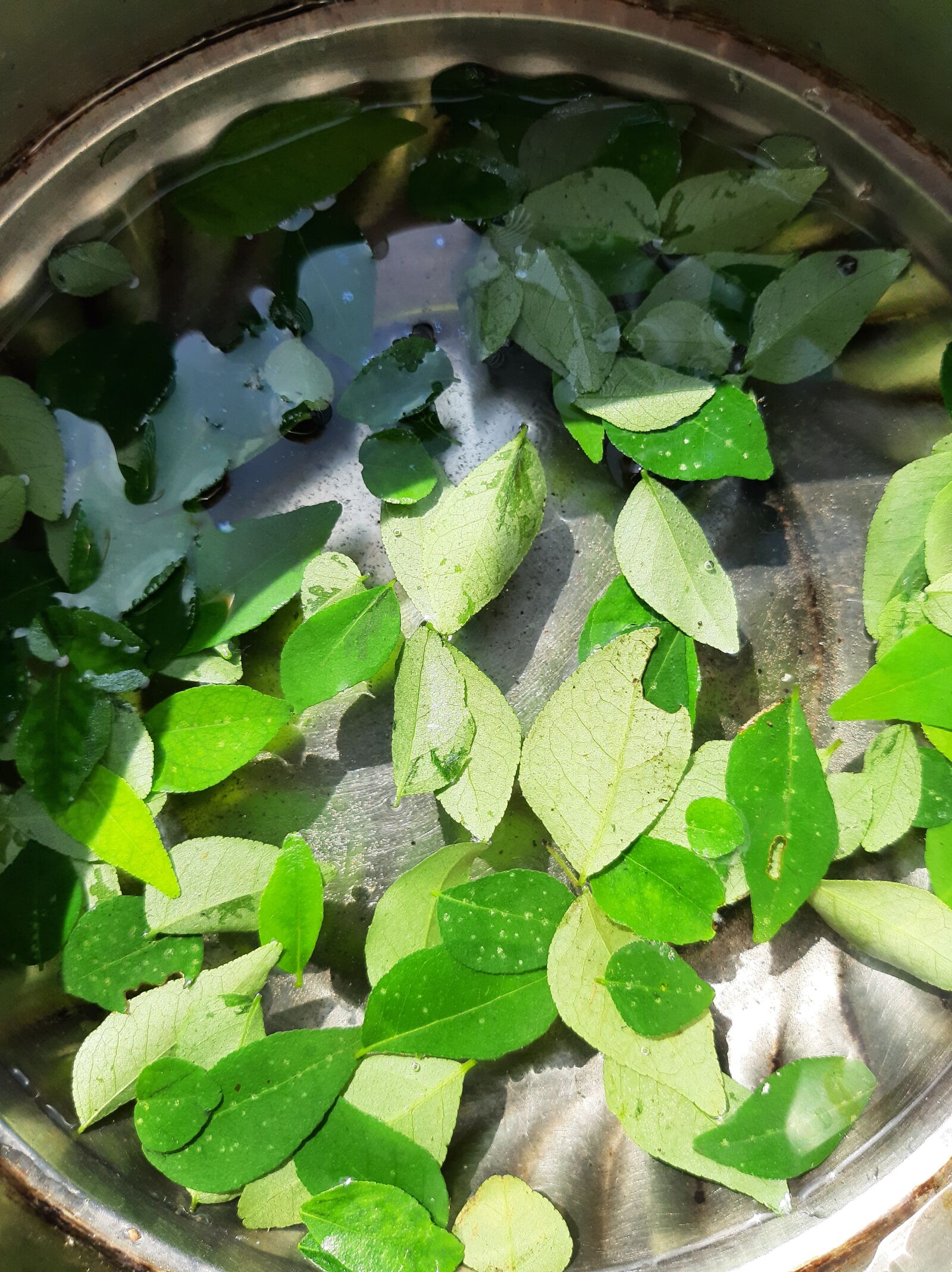 Samsung SM-A505F sample photo. Leaves, leafy, nature photography