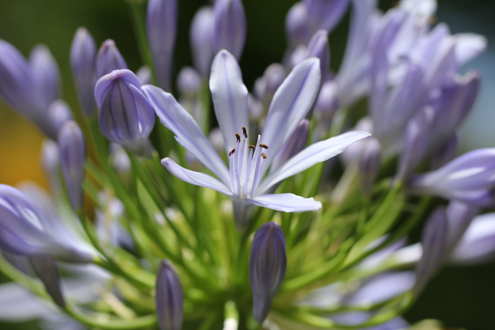 Canon EF 100mm F2.8L Macro IS USM sample photo. Purple, plant, blossom photography