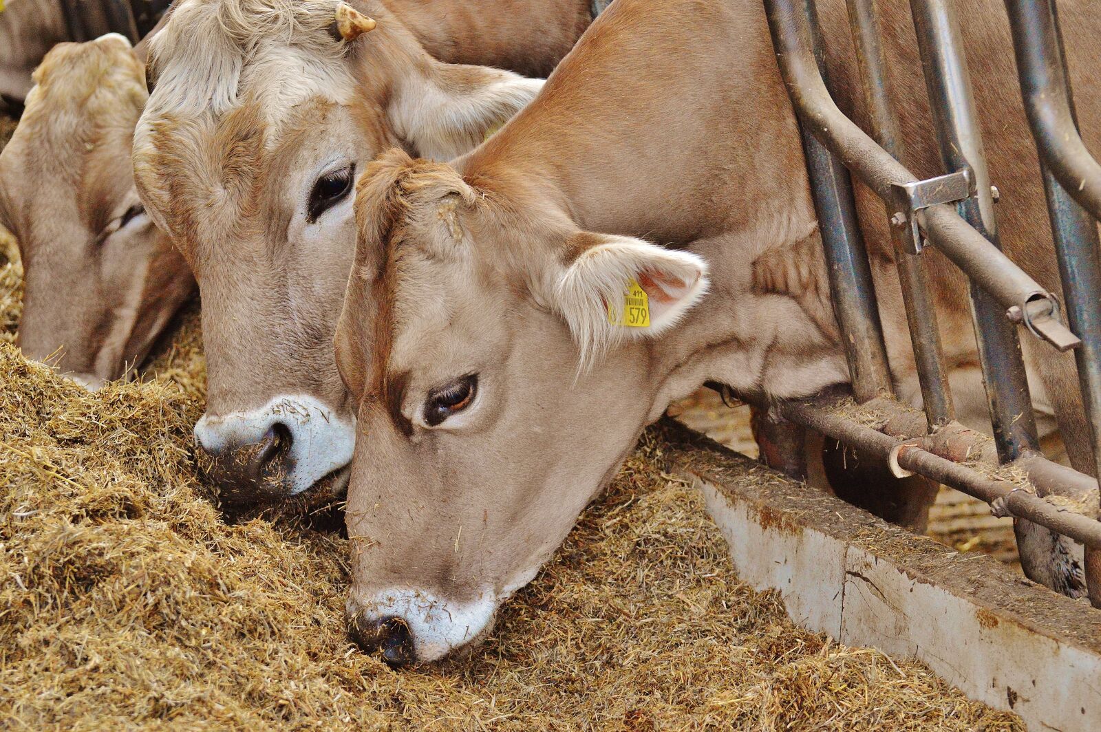 Nikon D3200 sample photo. Cows, stall, barn animals photography