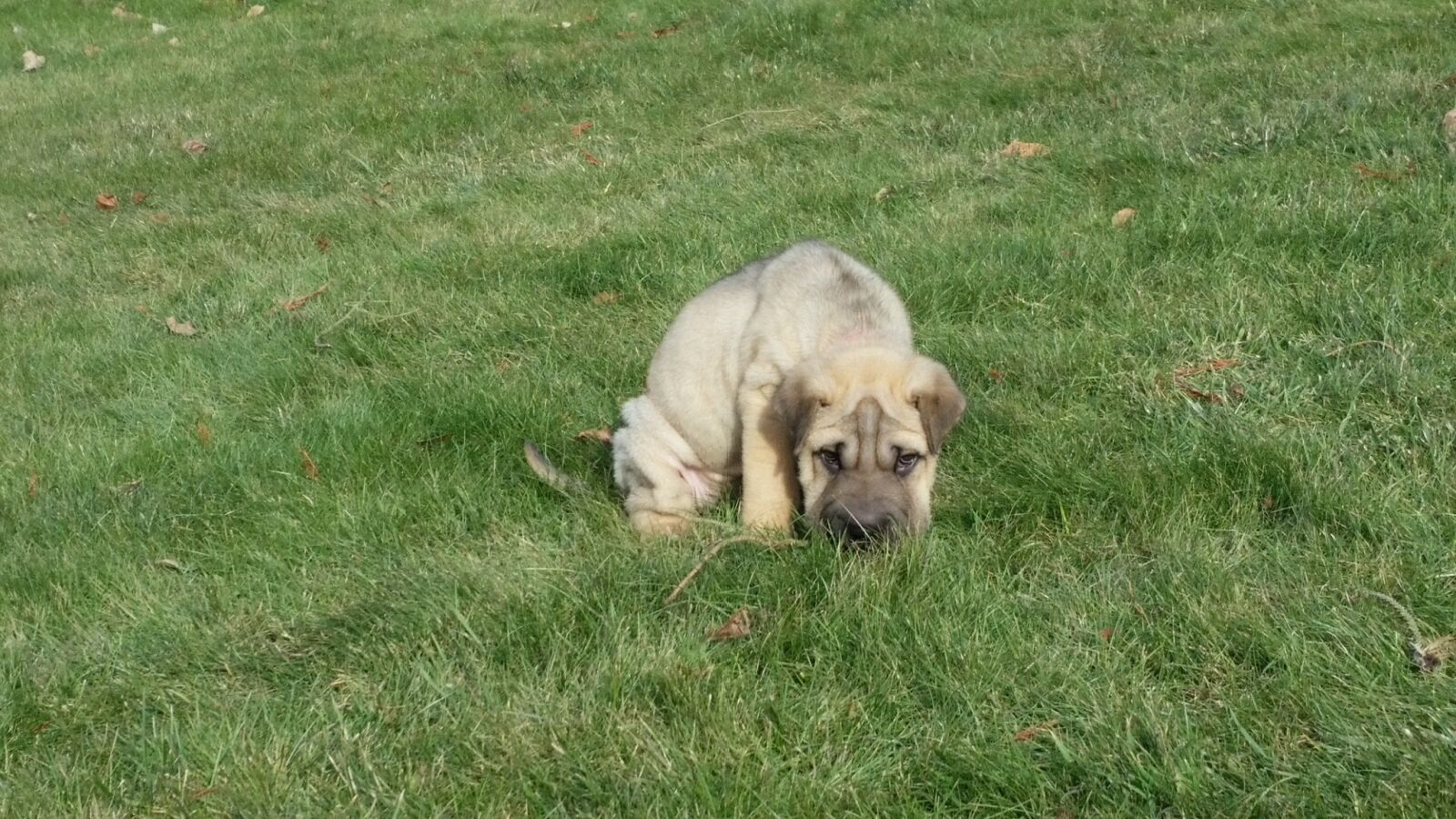Samsung Galaxy S5 sample photo. Sharpei, wrinkled, puppy photography