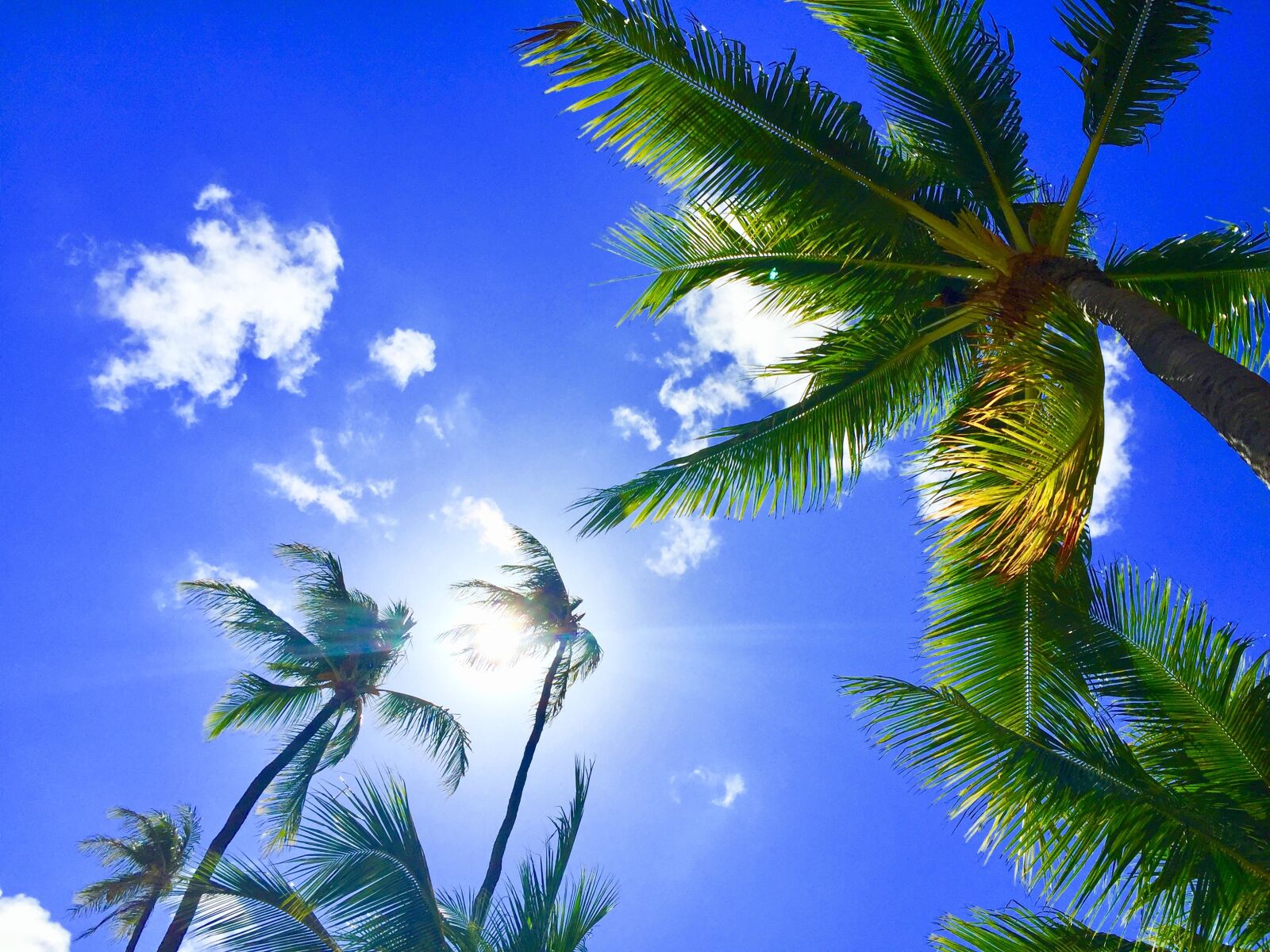 iPhone 6 Plus back camera 4.15mm f/2.2 sample photo. Hawaii, aloha, palmtree photography