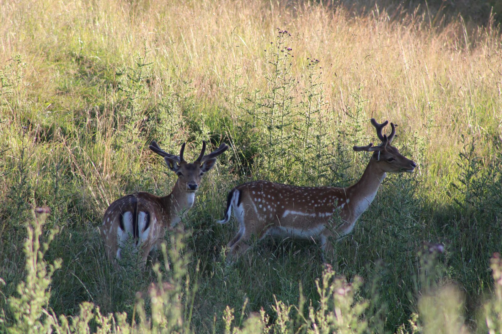 EF75-300mm f/4-5.6 sample photo. Suede, animals, wild photography