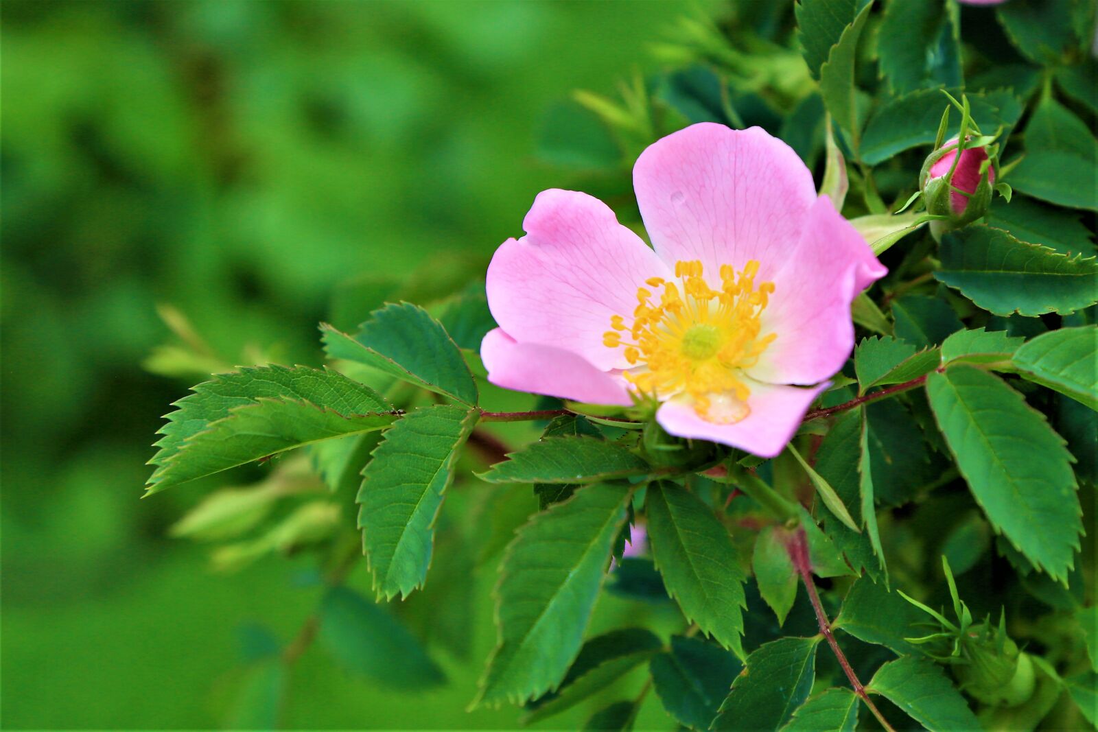 Canon EOS 5D Mark III + Canon EF 24-105mm F4L IS USM sample photo. Flower, pink, rosehip photography
