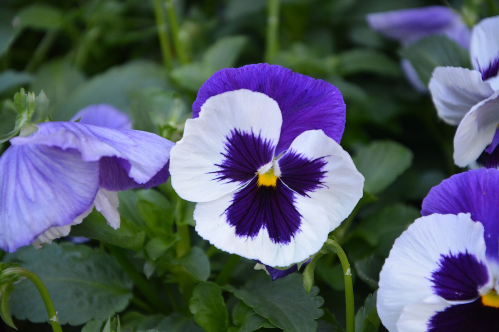 Nikon D5200 sample photo. Flower, flowers, flowering photography