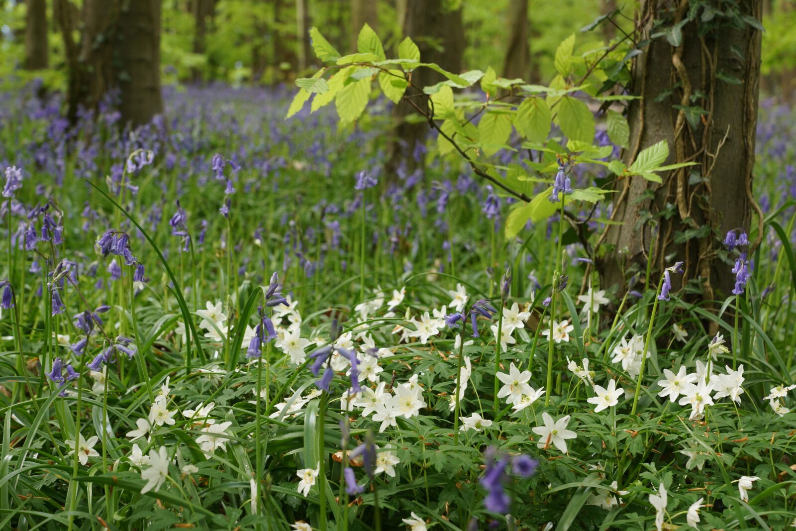 Sony DT 16-50mm F2.8 SSM sample photo. Bluebells, wood anemone, wood photography
