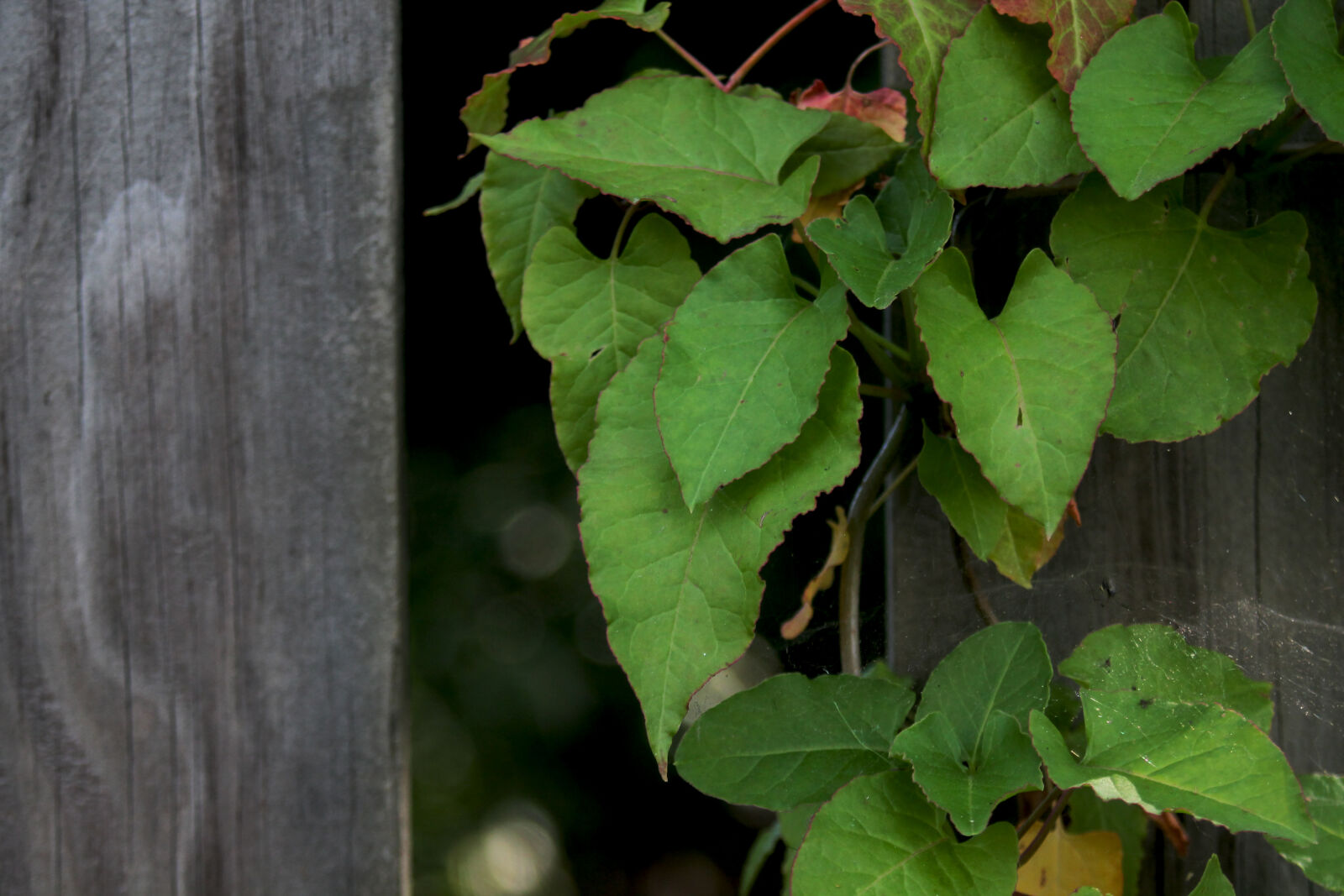 Canon EF 35-80mm f/4-5.6 sample photo. Fence, green, leaves, nature photography
