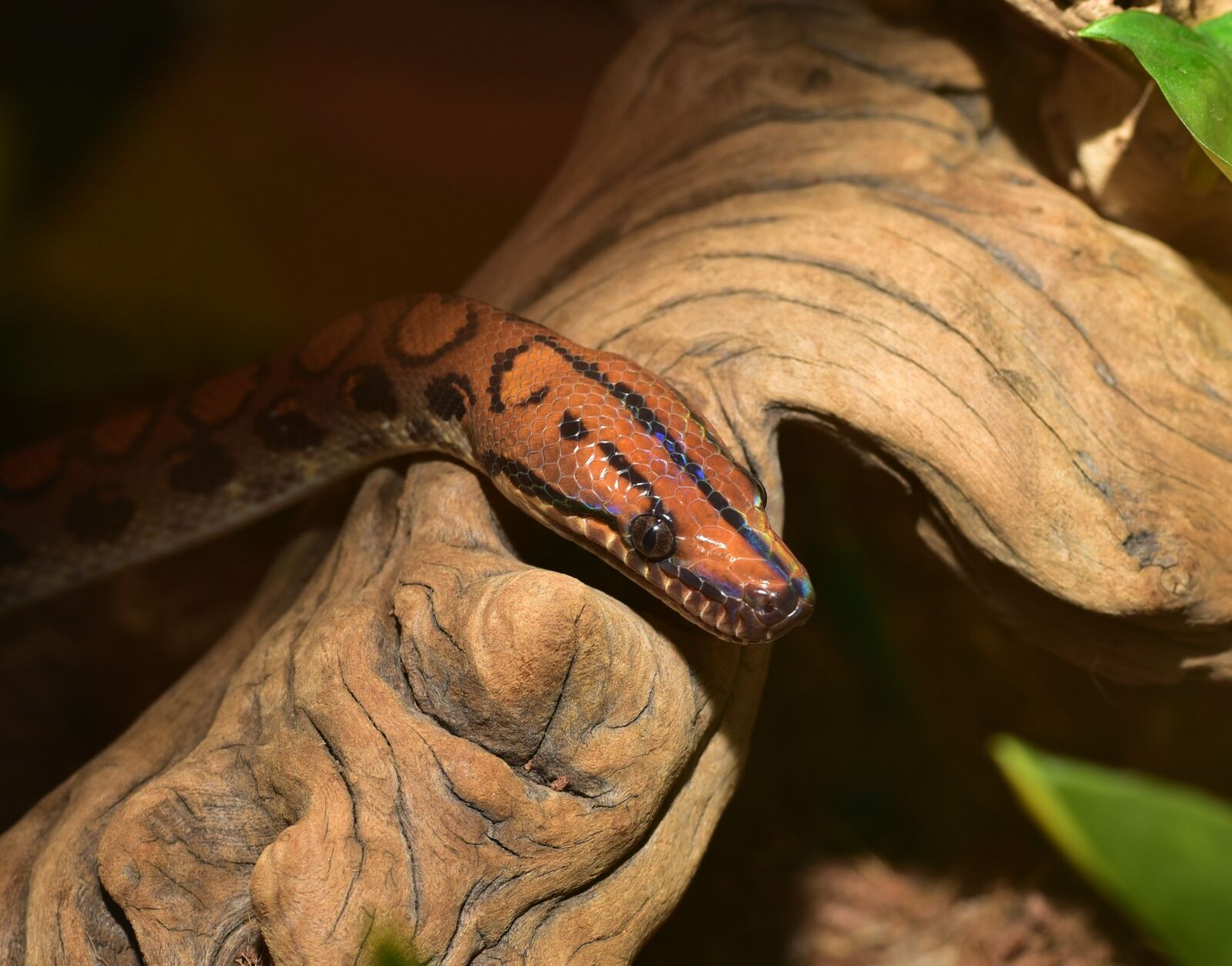 Nikon D750 sample photo. Snake, rainbow boa, reptile photography