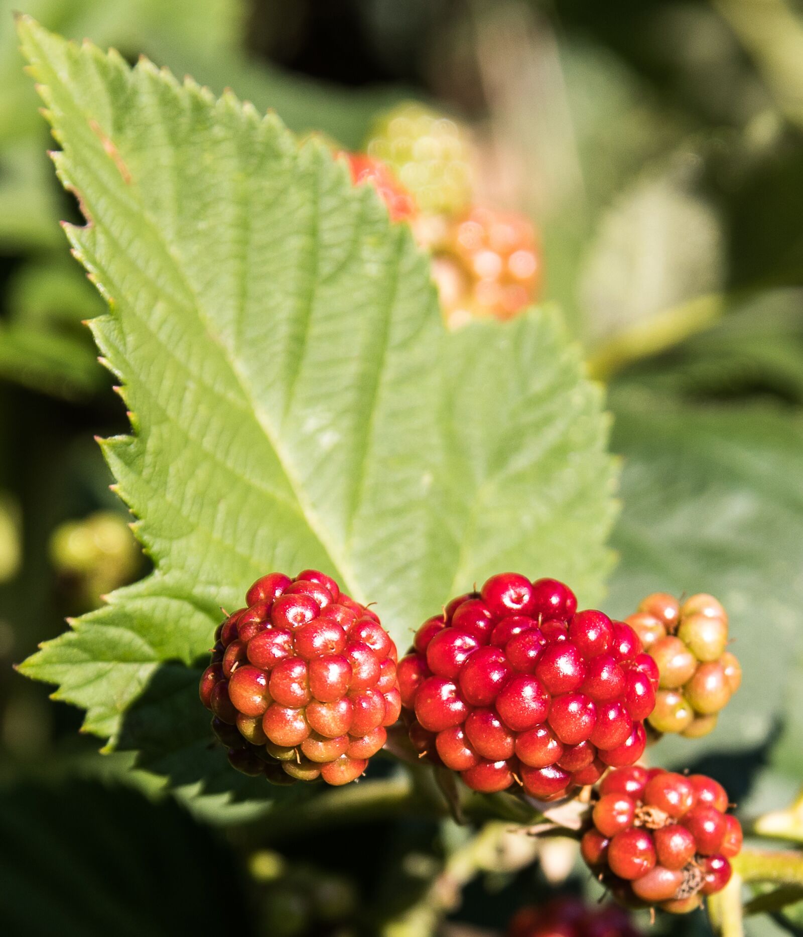 Canon EOS 80D sample photo. Blackberries, fruit, berries photography