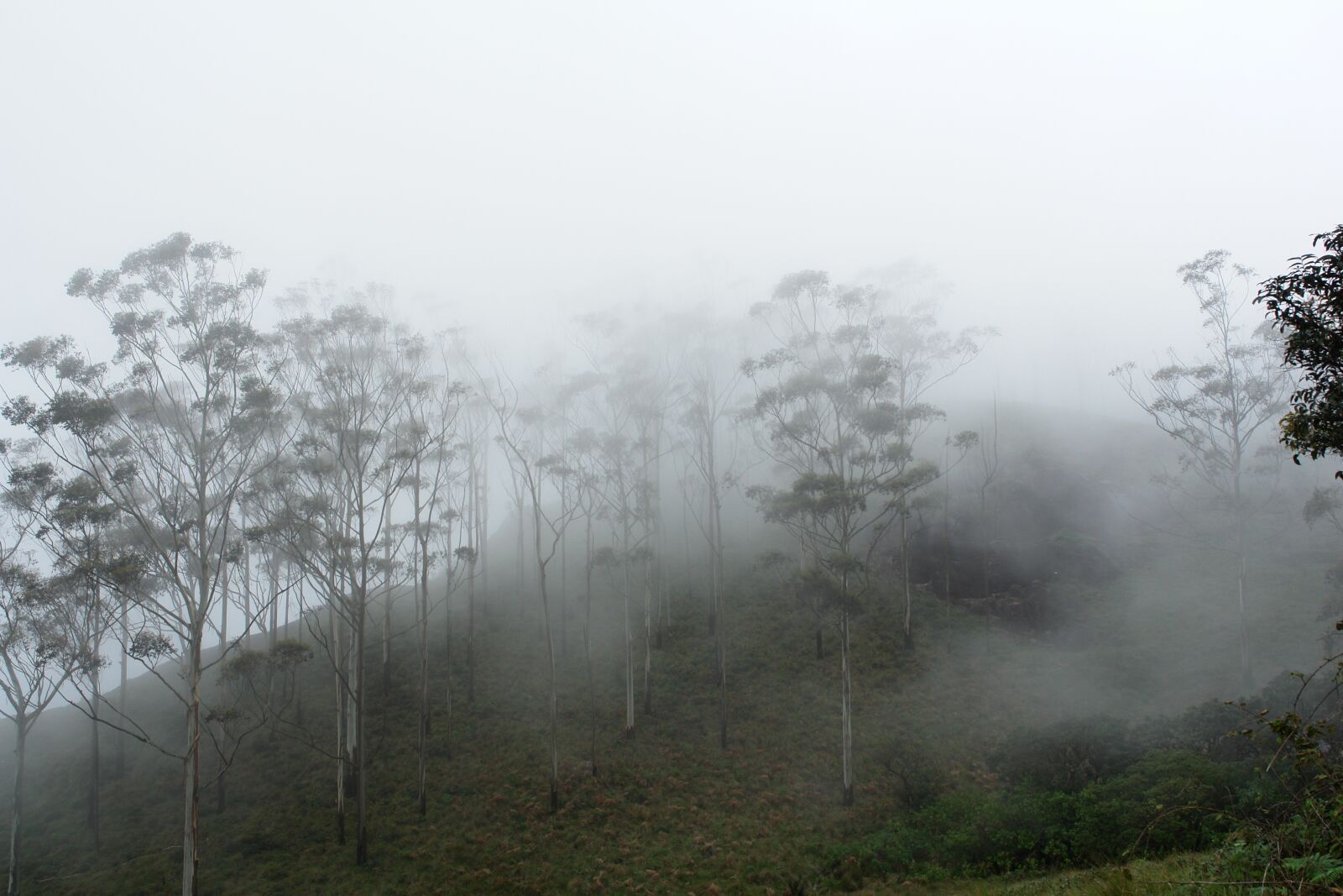 Sony DSC-R1 sample photo. Trees, india, kerala photography