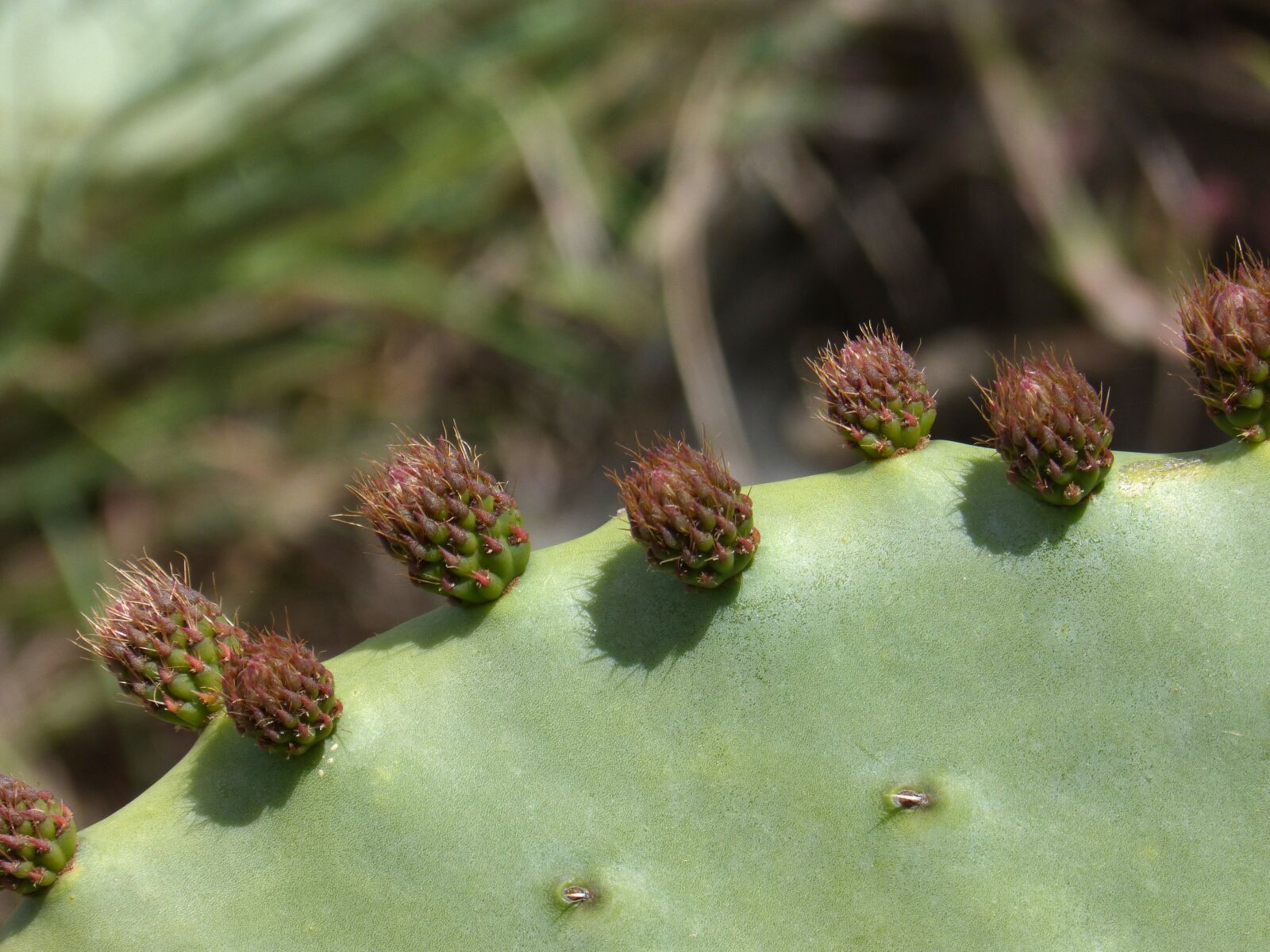 Panasonic DMC-FZ62 sample photo. Shovel, prickly pear cactus photography