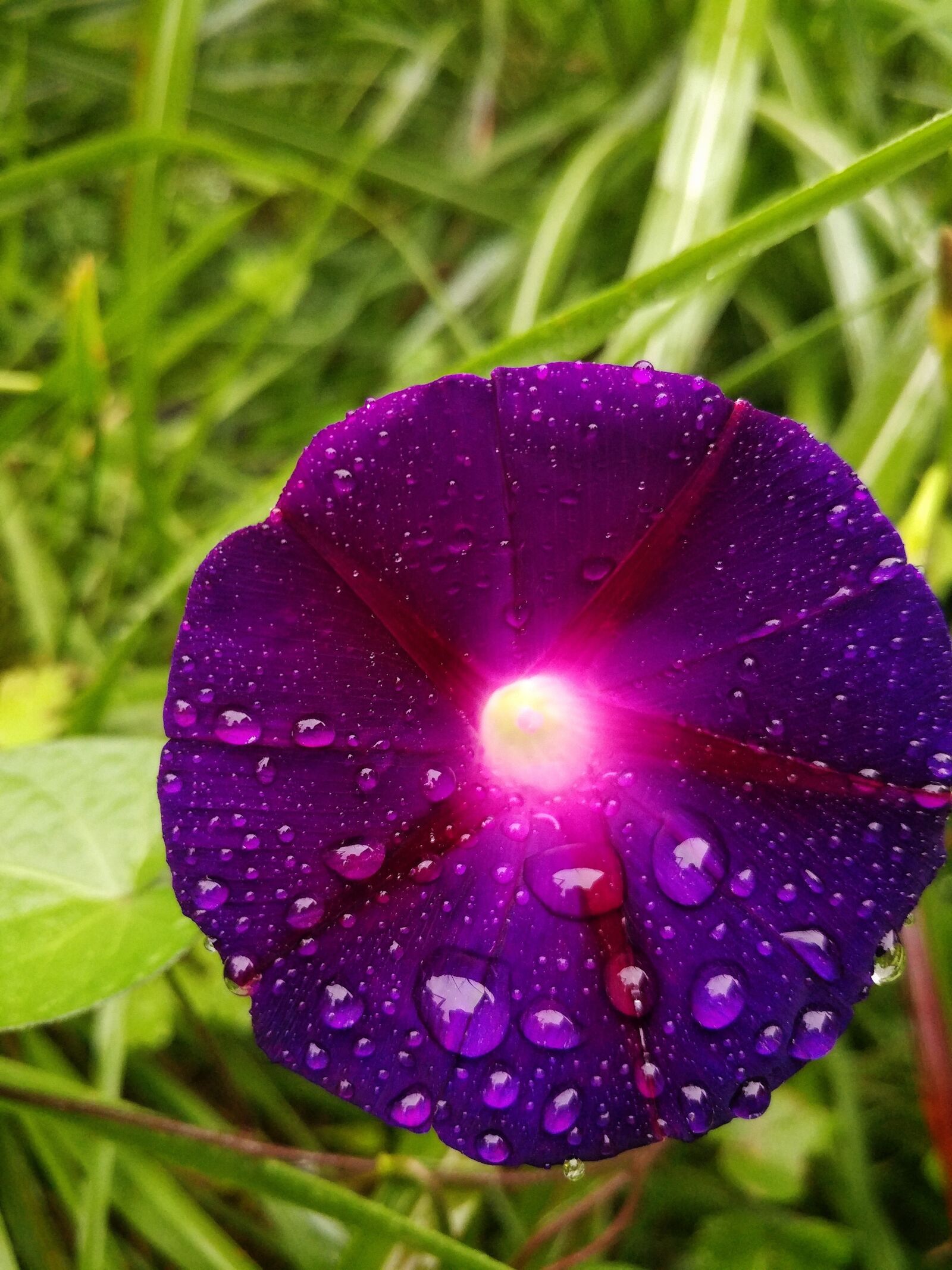 LG V20 sample photo. Morning glory, flower, purple photography