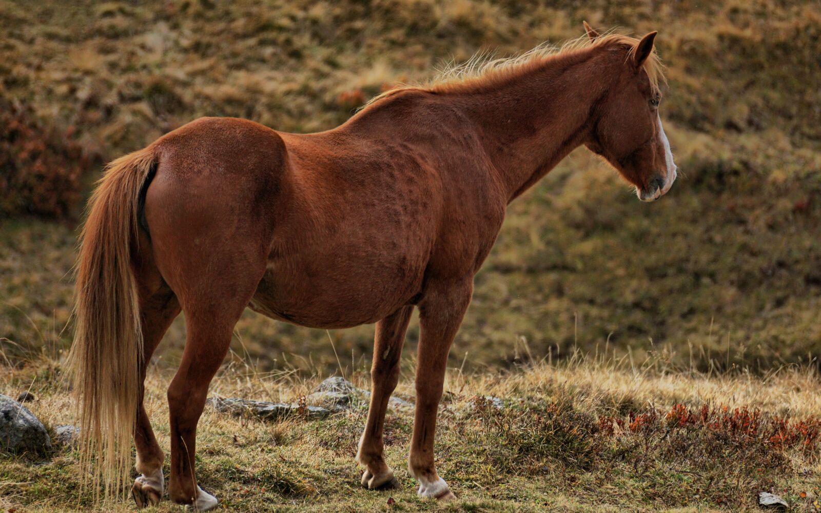 Sony DT 55-300mm F4.5-5.6 SAM sample photo. Horse, brown, brown horse photography