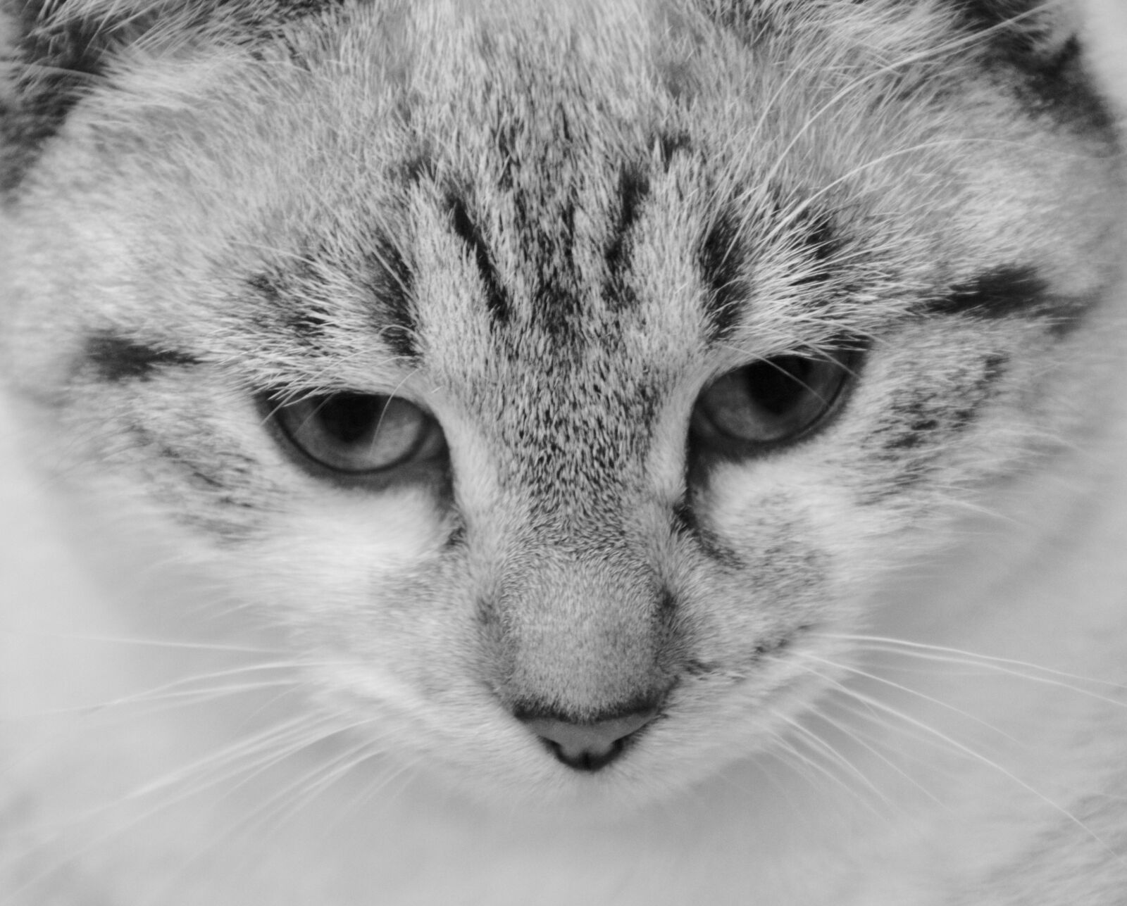Nikon D5200 sample photo. Cat, photo black white photography