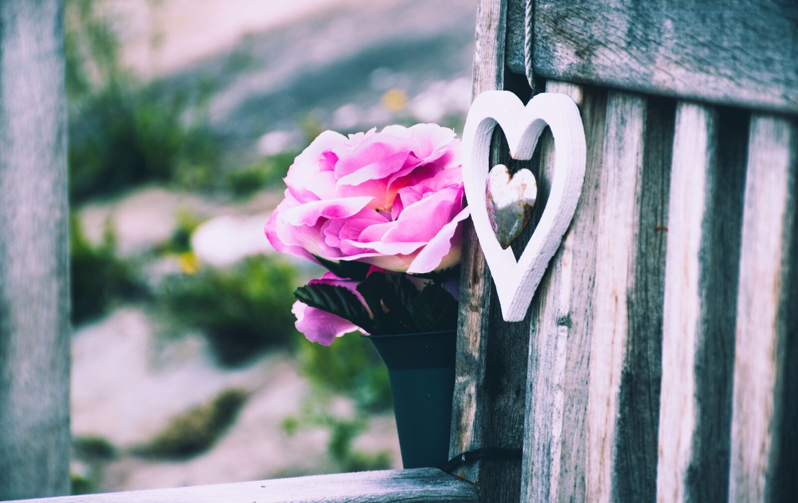 Nikon D5500 sample photo. Pink, flower, bloom photography