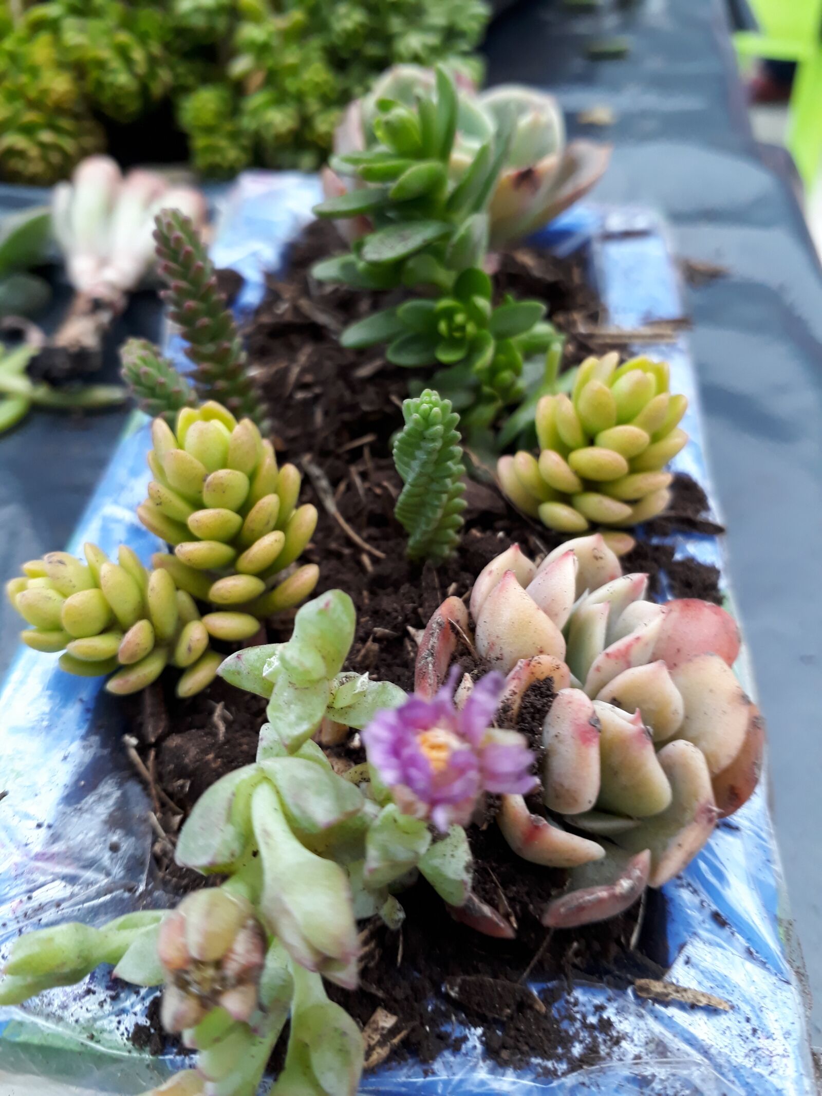 Samsung Galaxy J5 Prime sample photo. Gardens, succulent, gardening photography