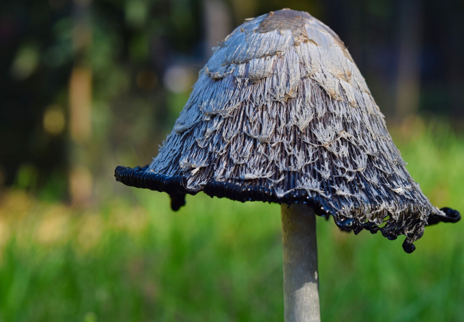 Nikon D5300 sample photo. Tintenschopfling, mushroom, tintenpilz photography